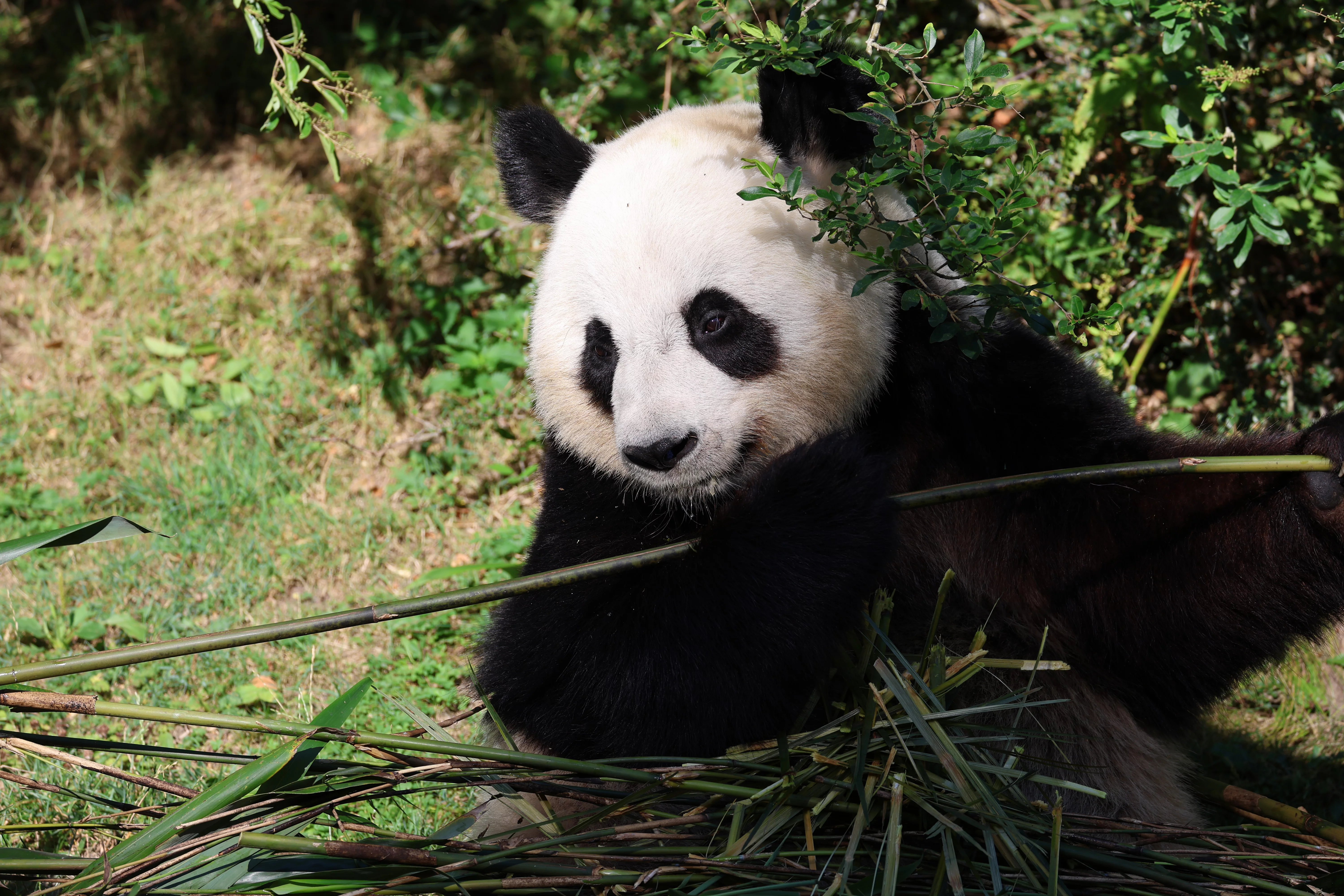 ZooParc de Beauval