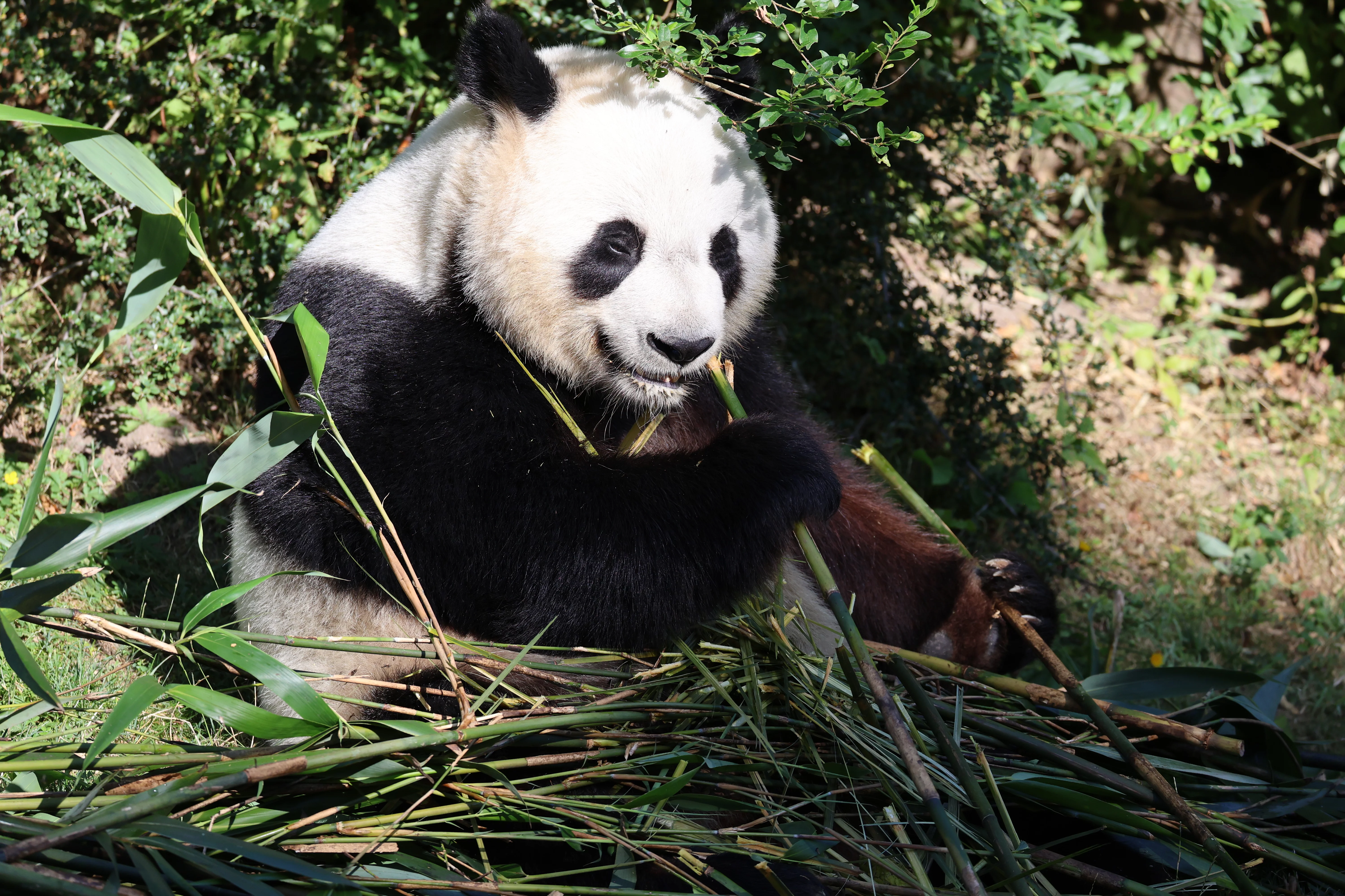 ZooParc de Beauval