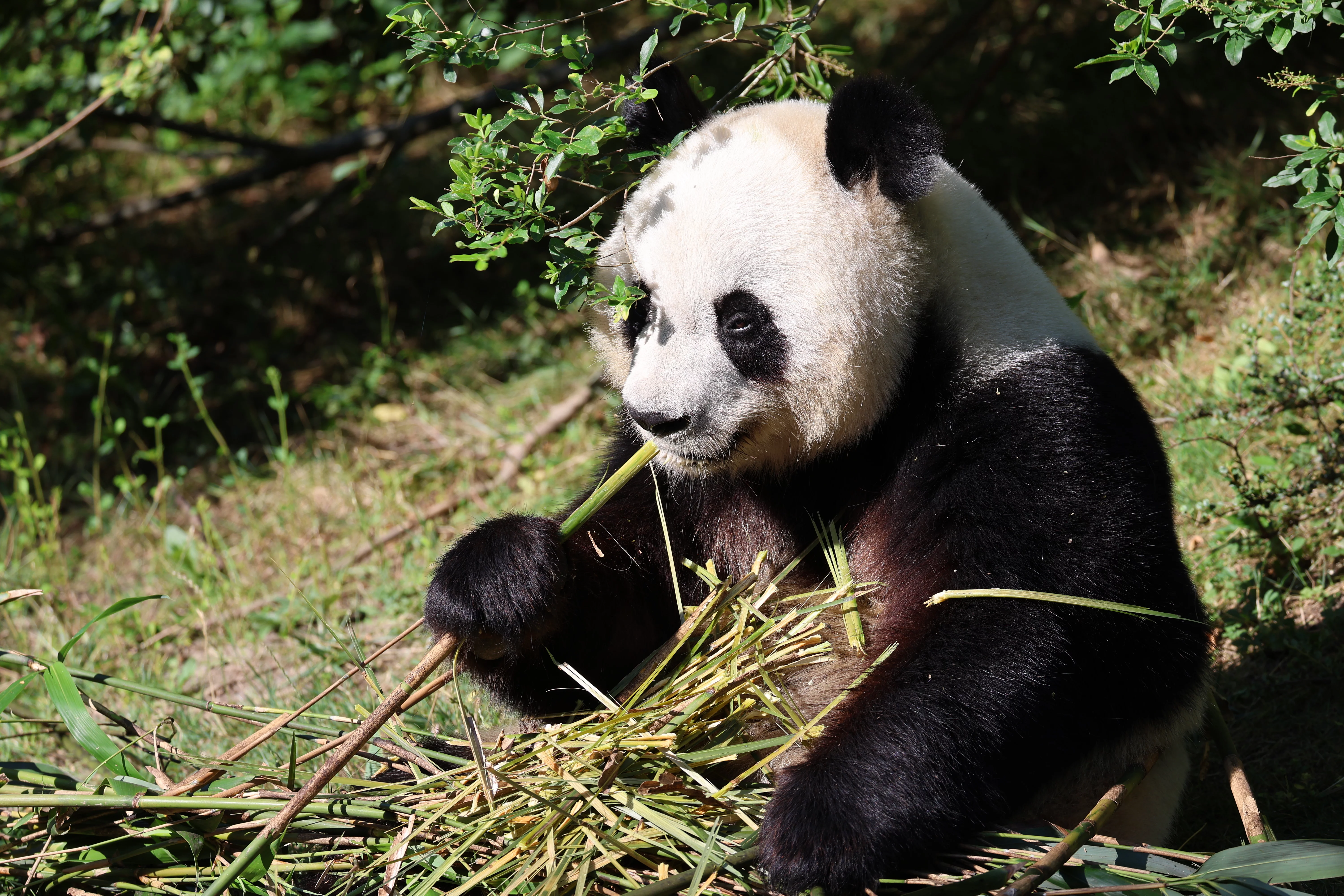 ZooParc de Beauval