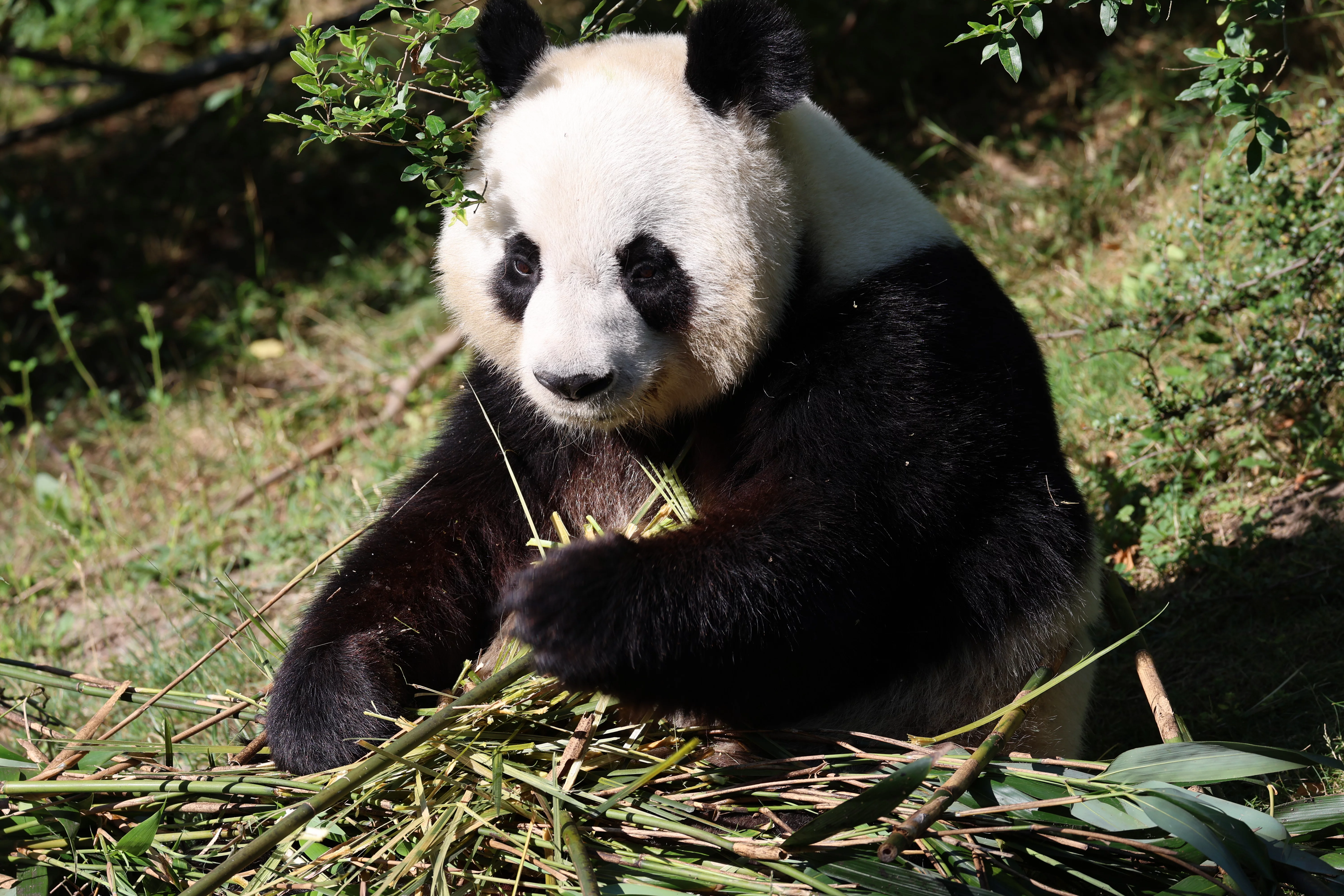 ZooParc de Beauval