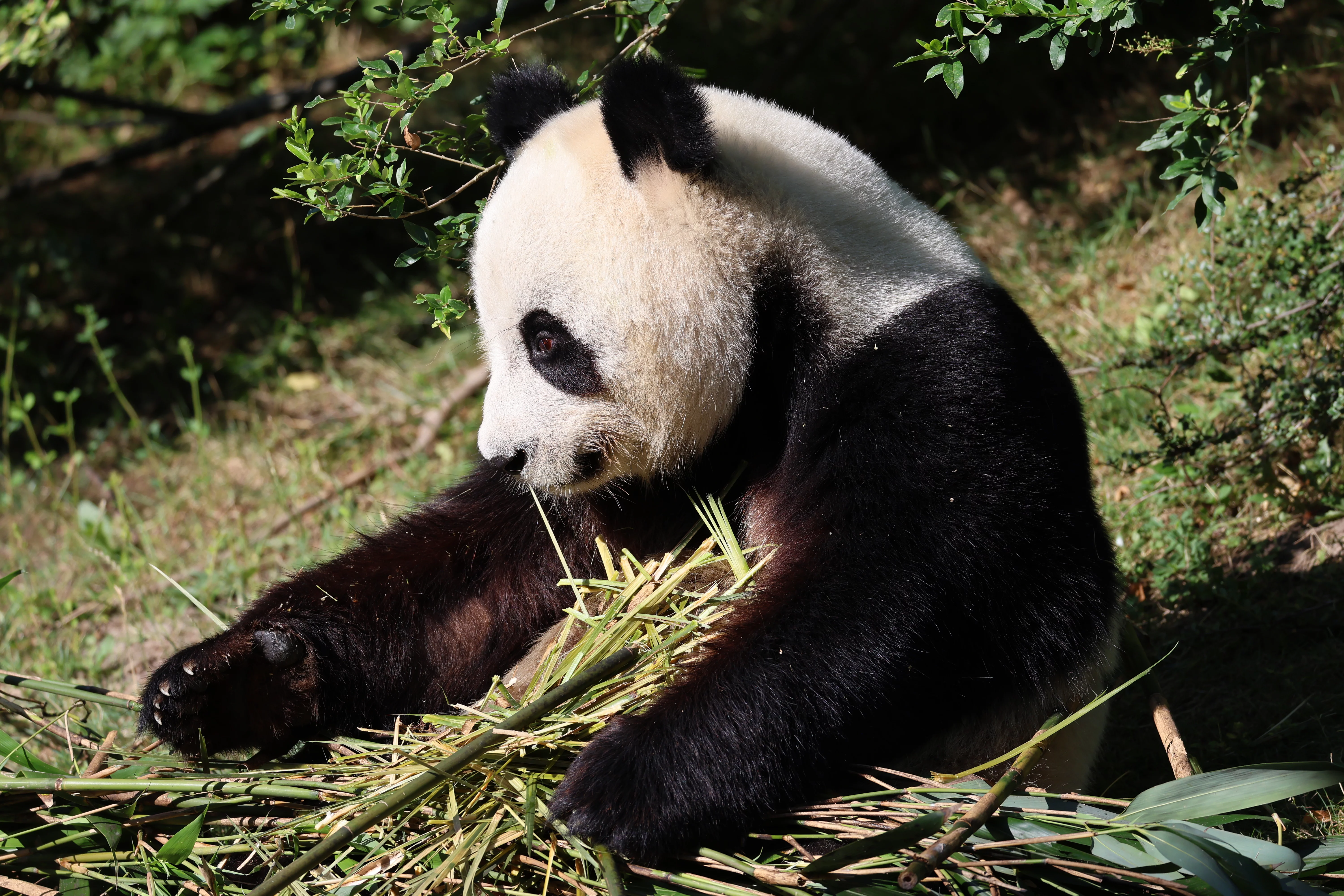 ZooParc de Beauval