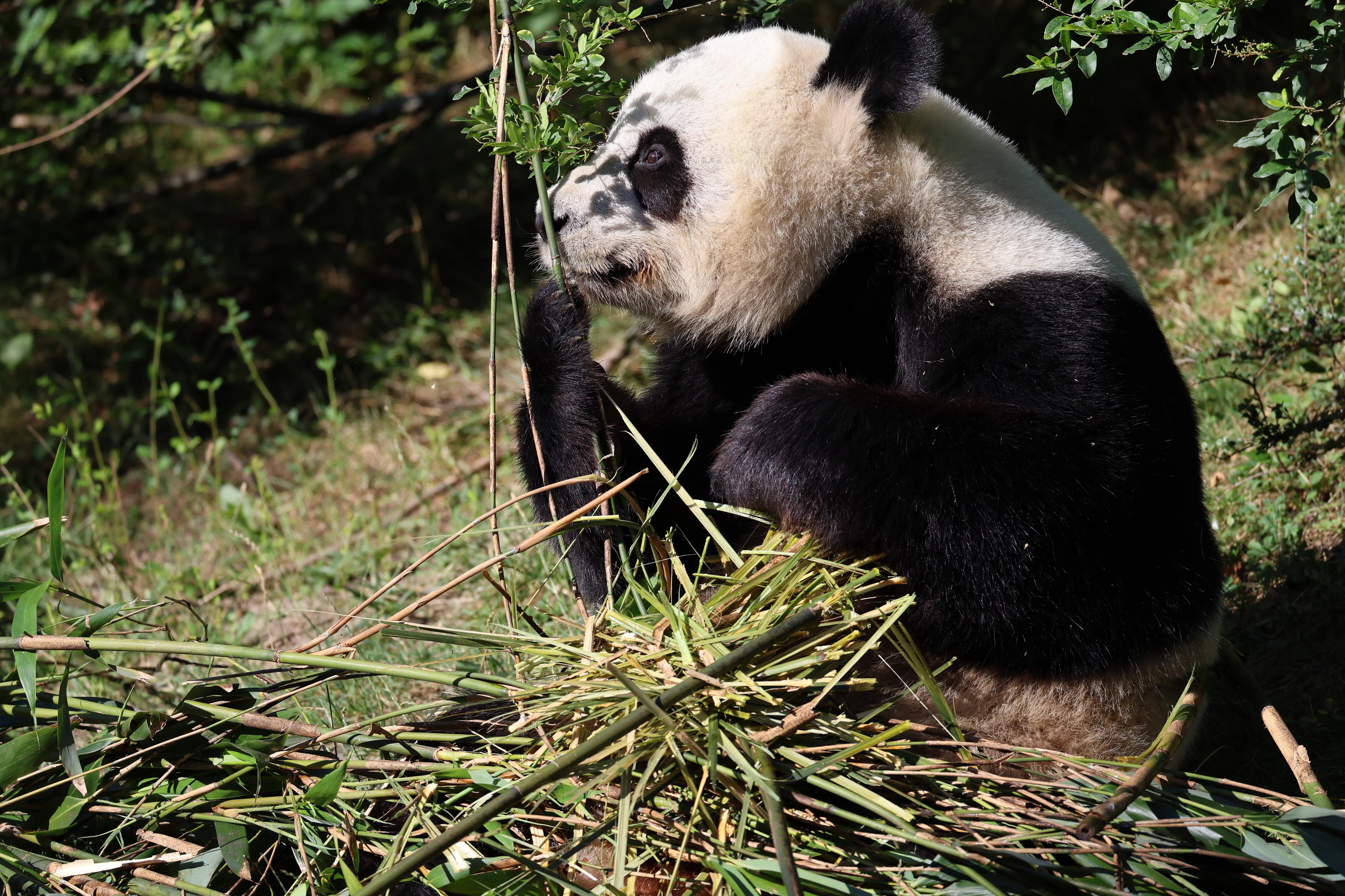 ZooParc de Beauval