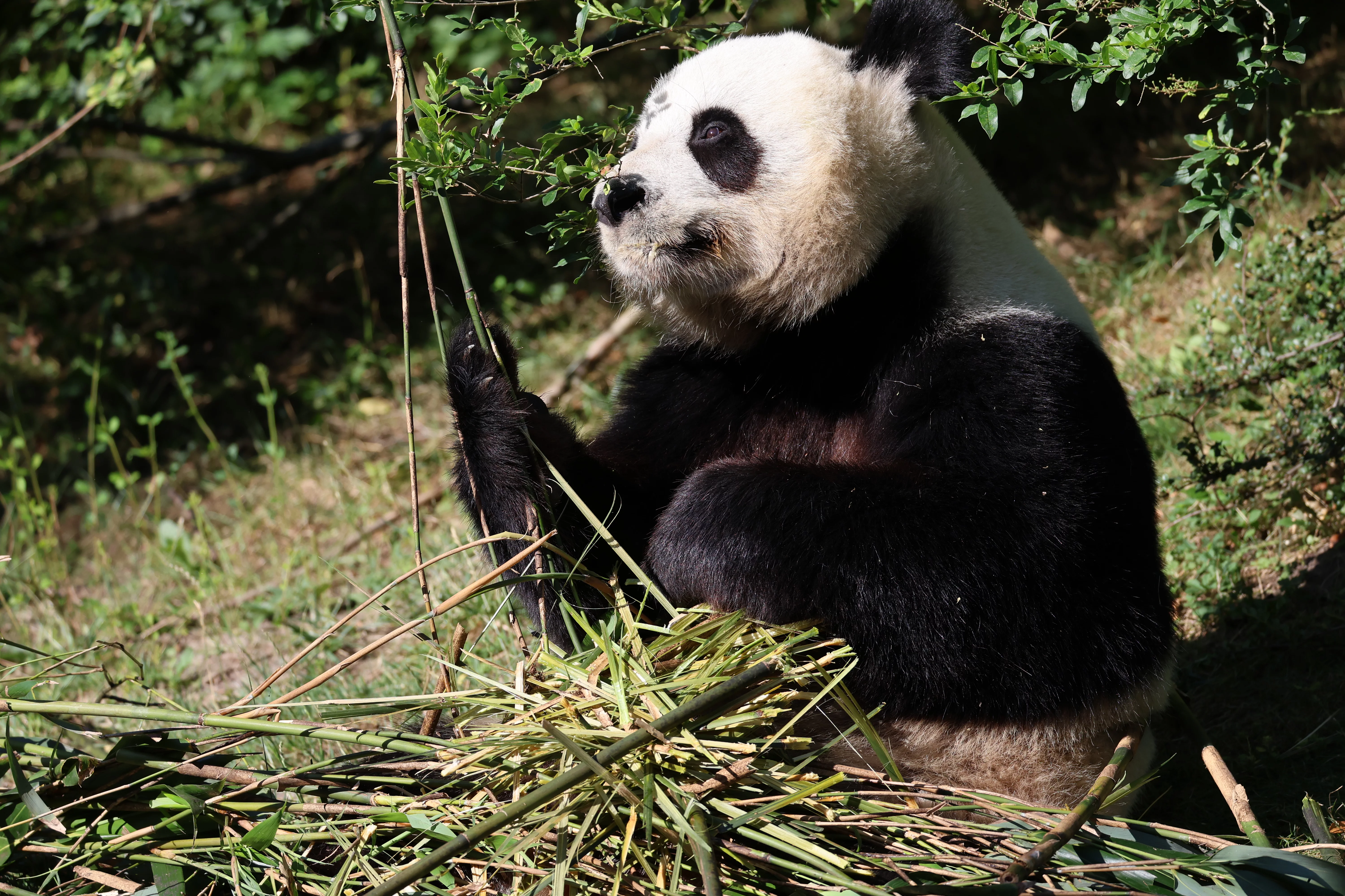 ZooParc de Beauval