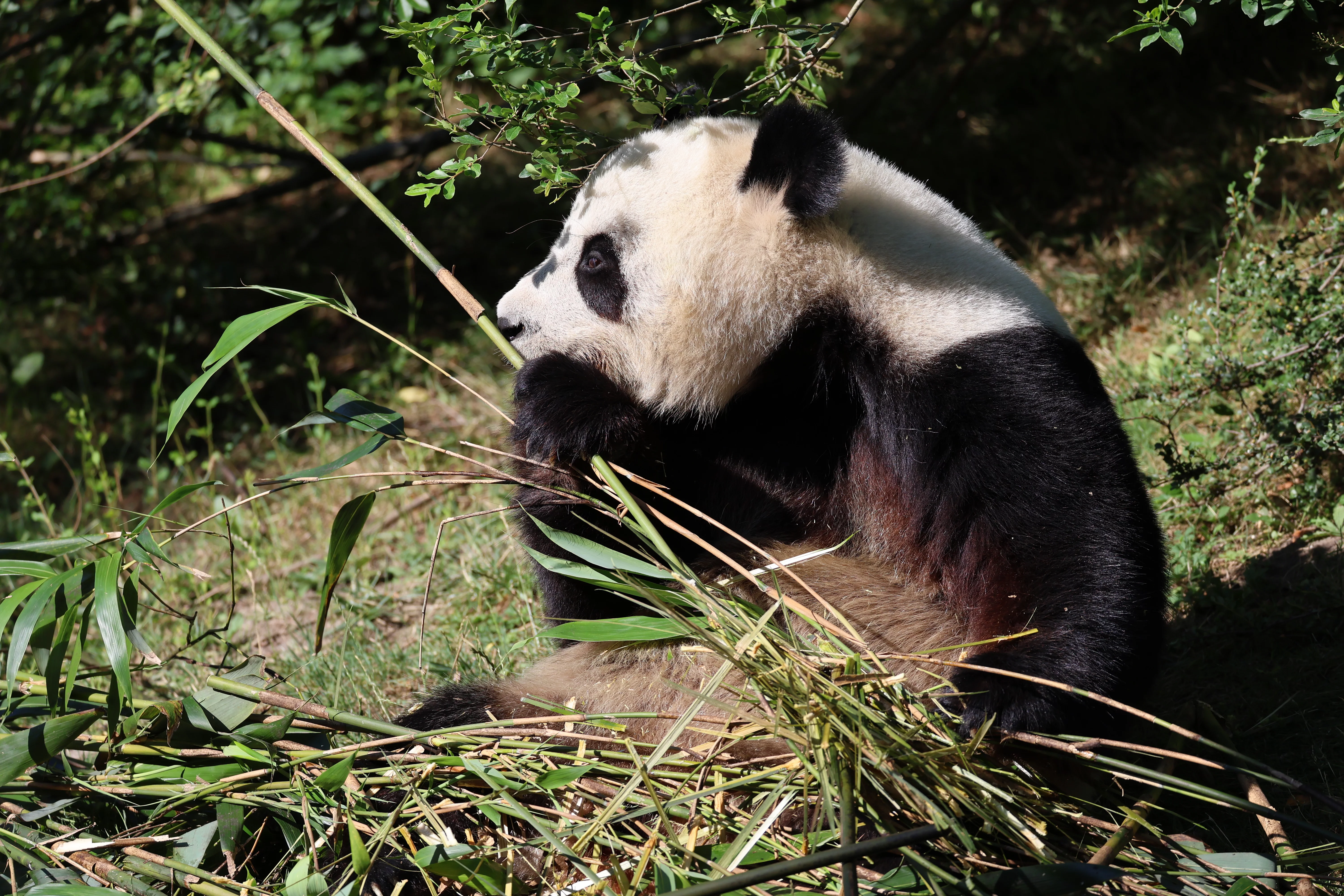 ZooParc de Beauval