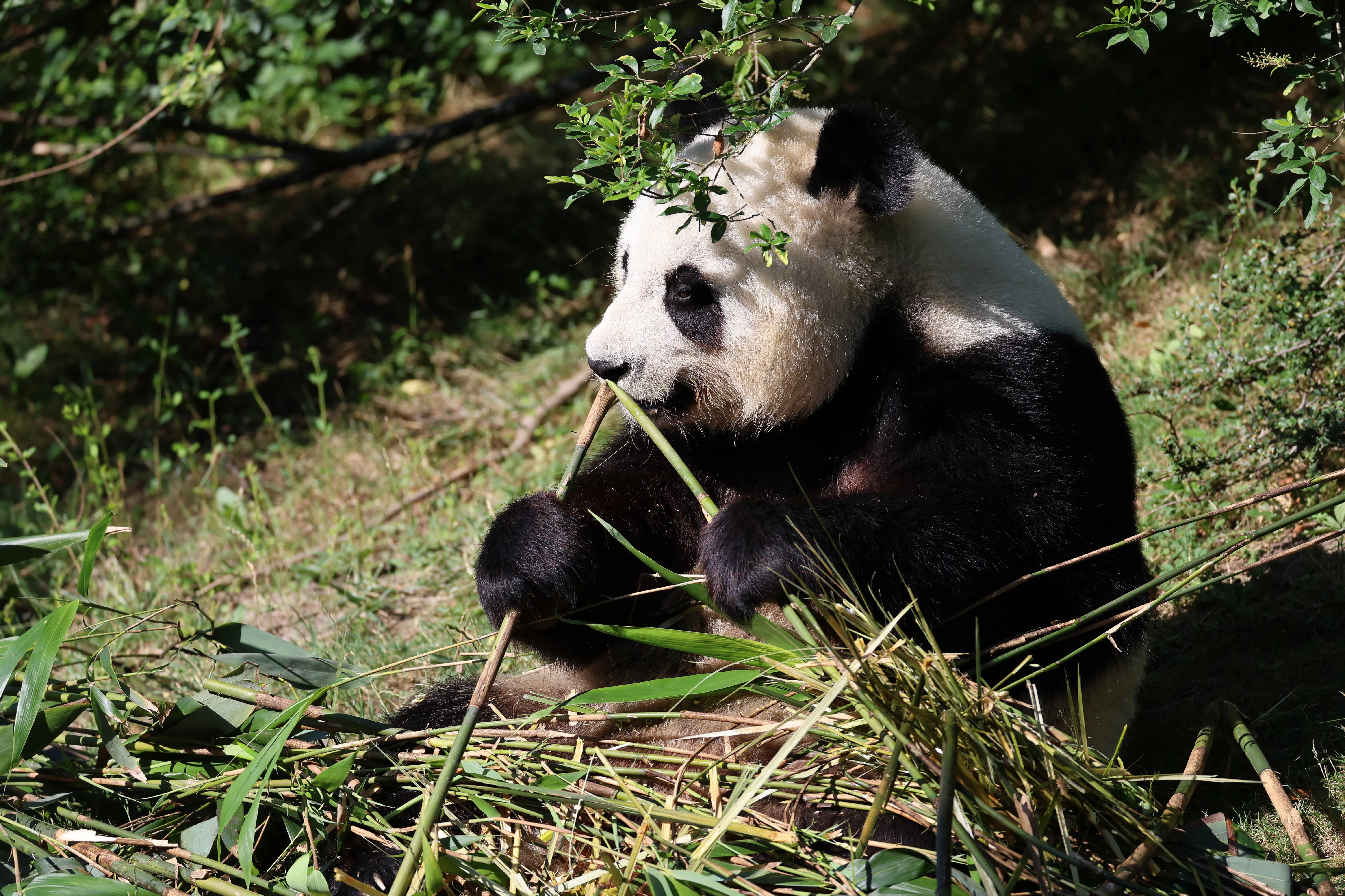 ZooParc de Beauval
