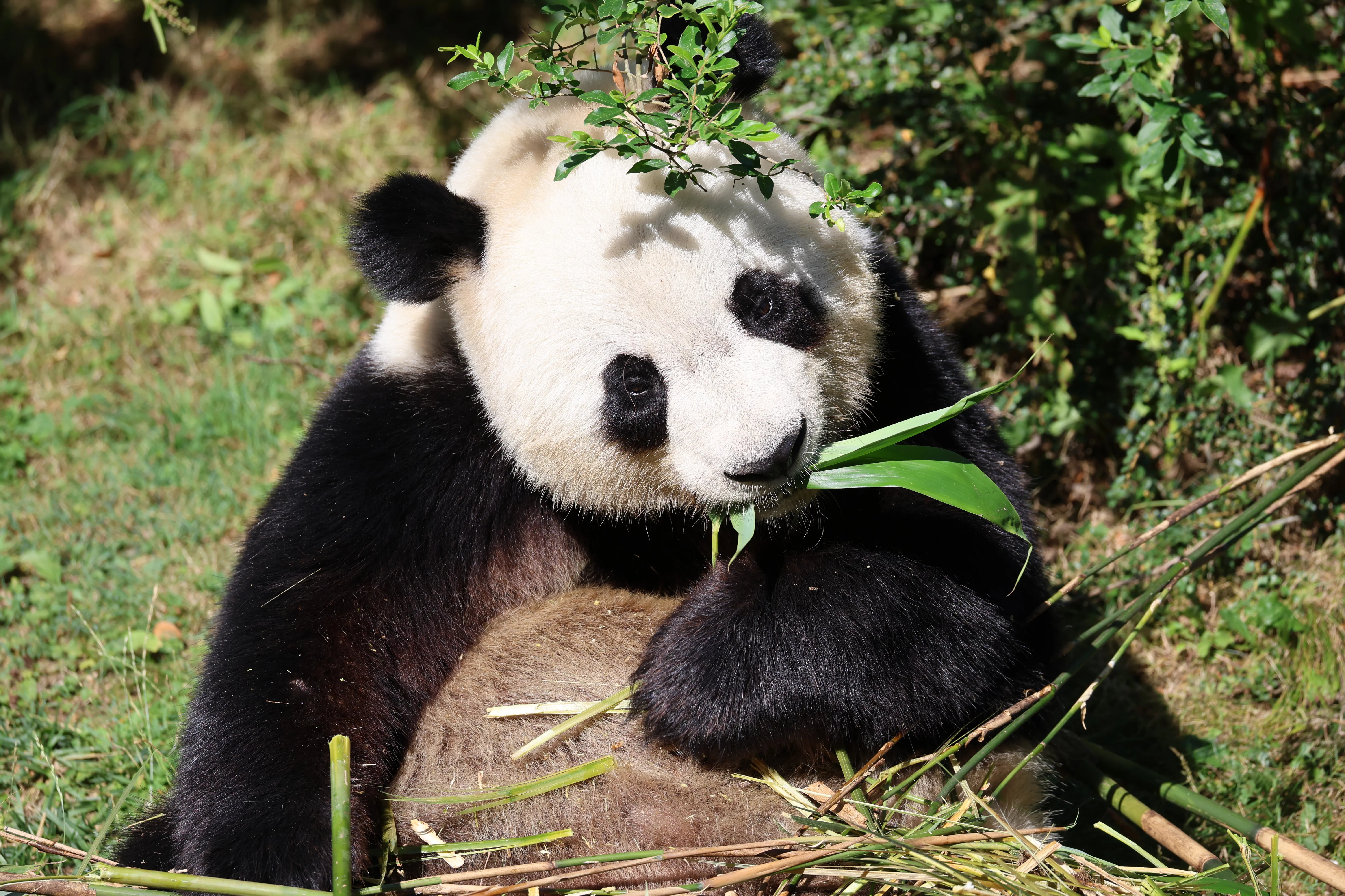 ZooParc de Beauval