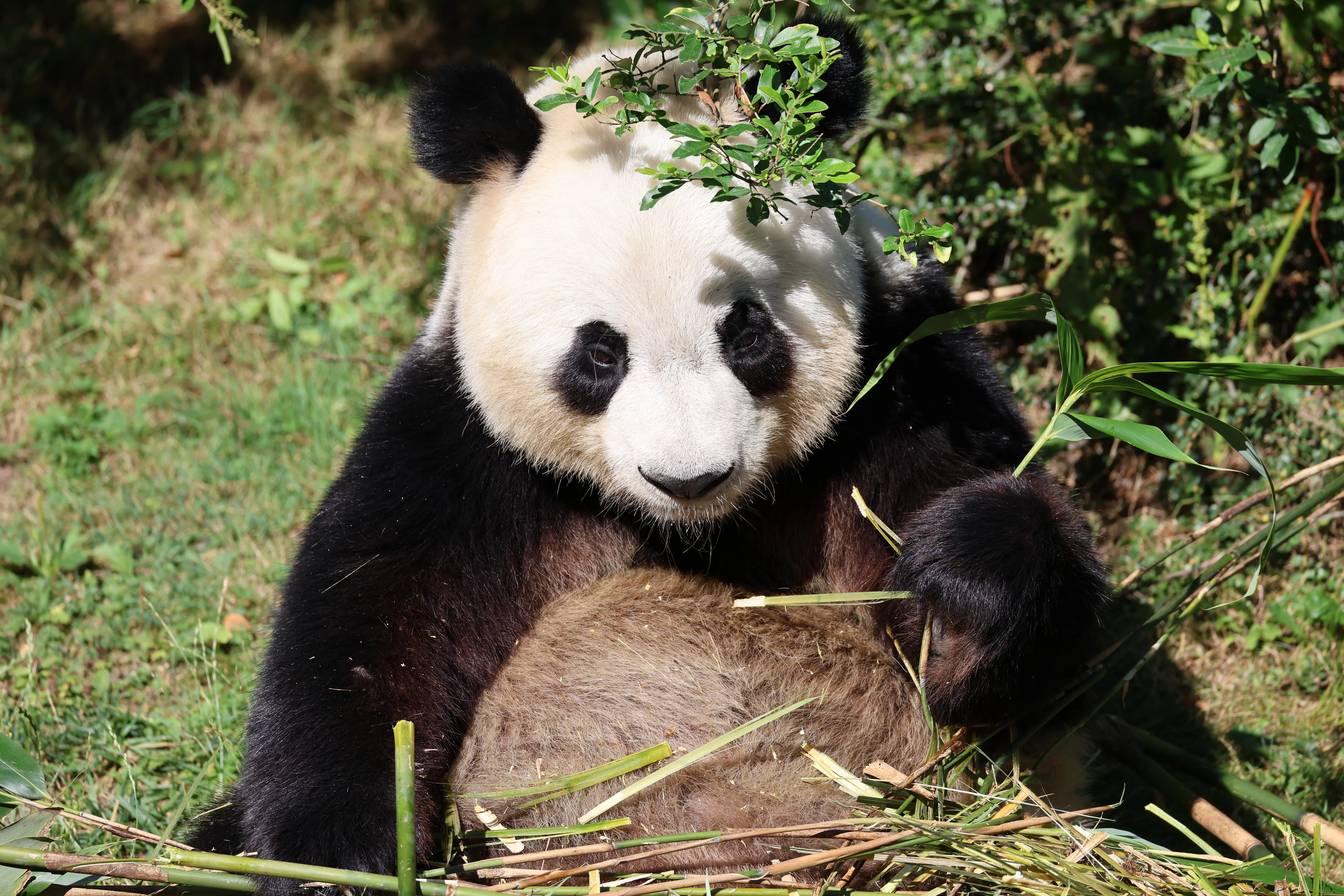 ZooParc de Beauval