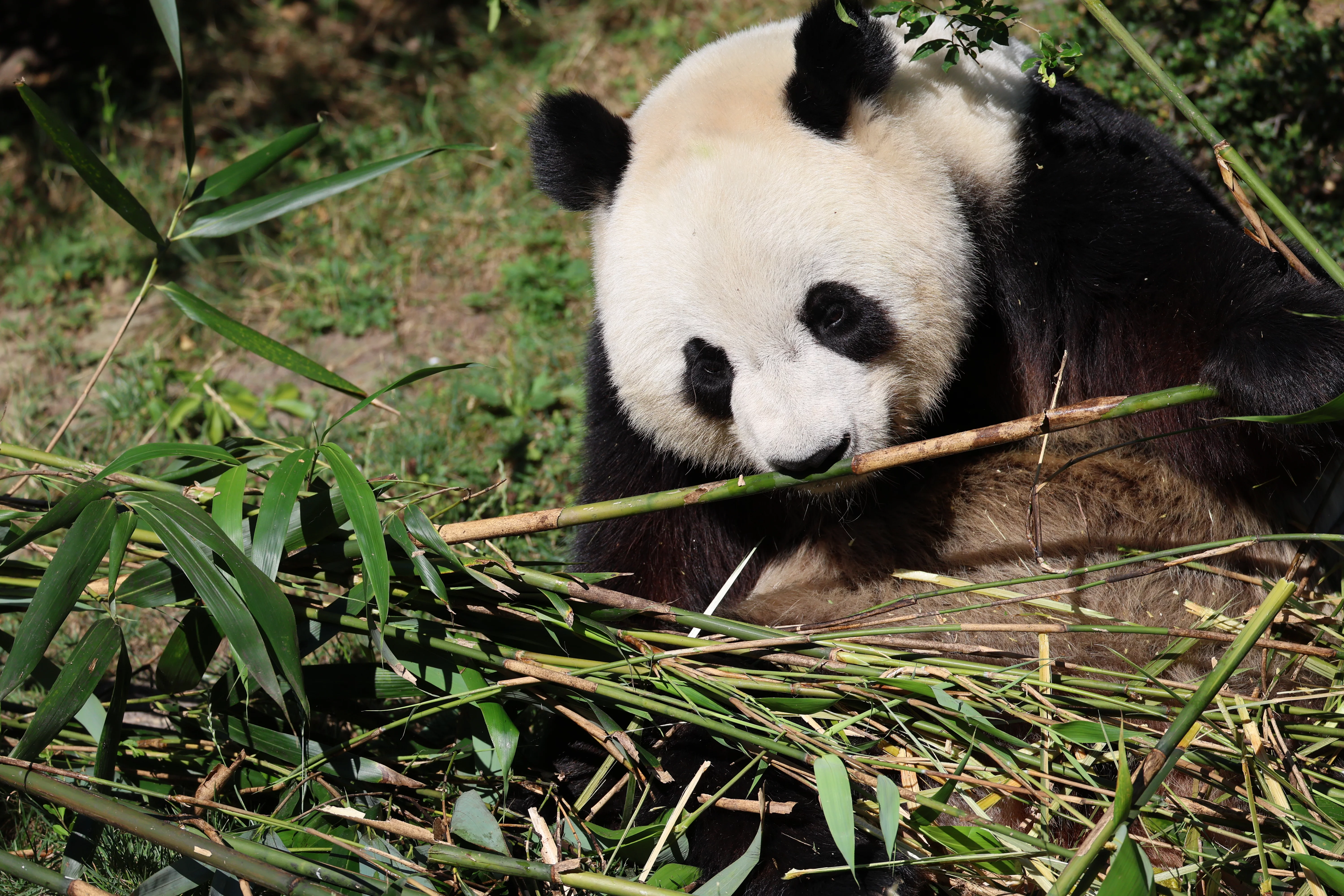 ZooParc de Beauval