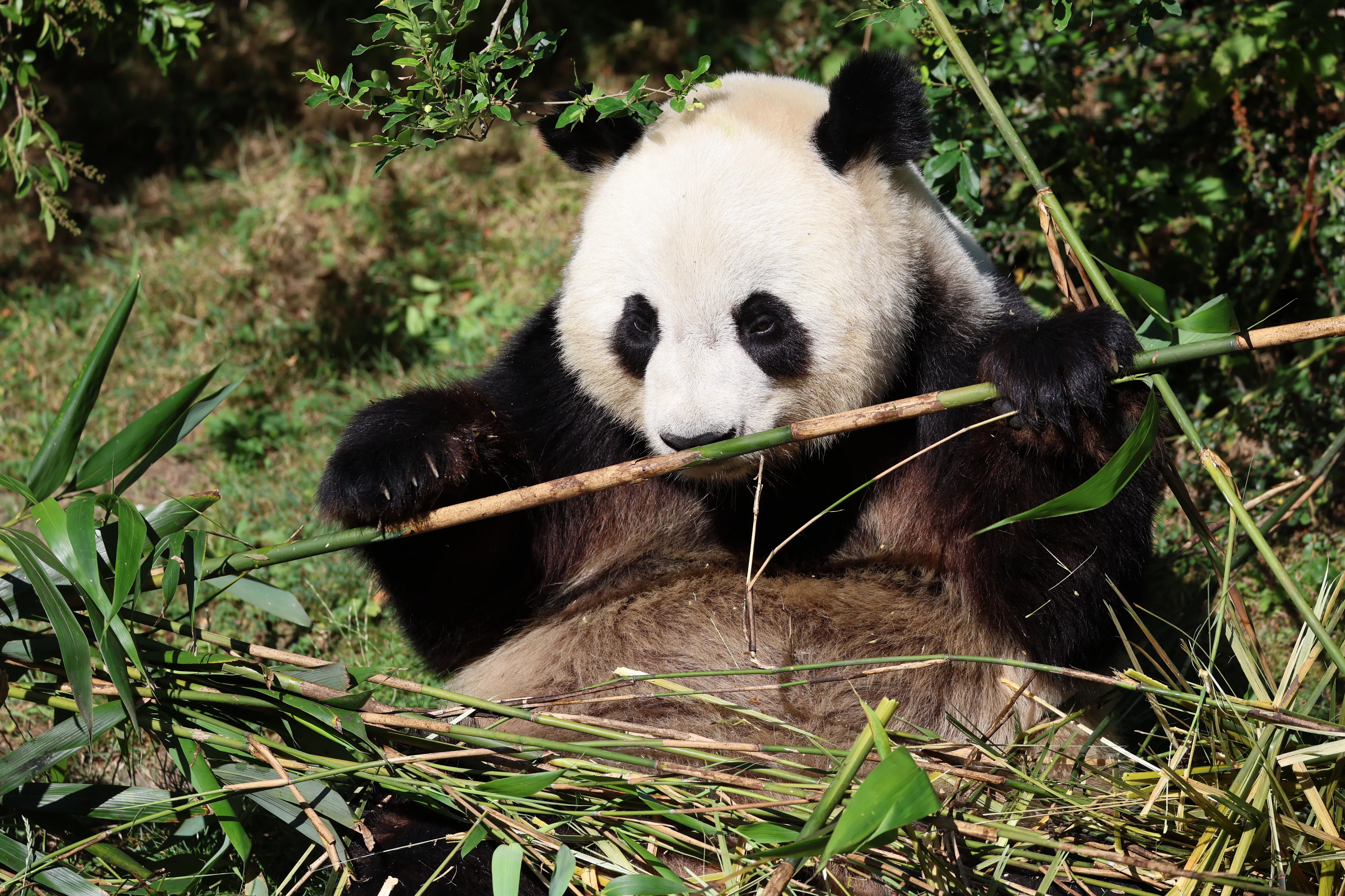 ZooParc de Beauval