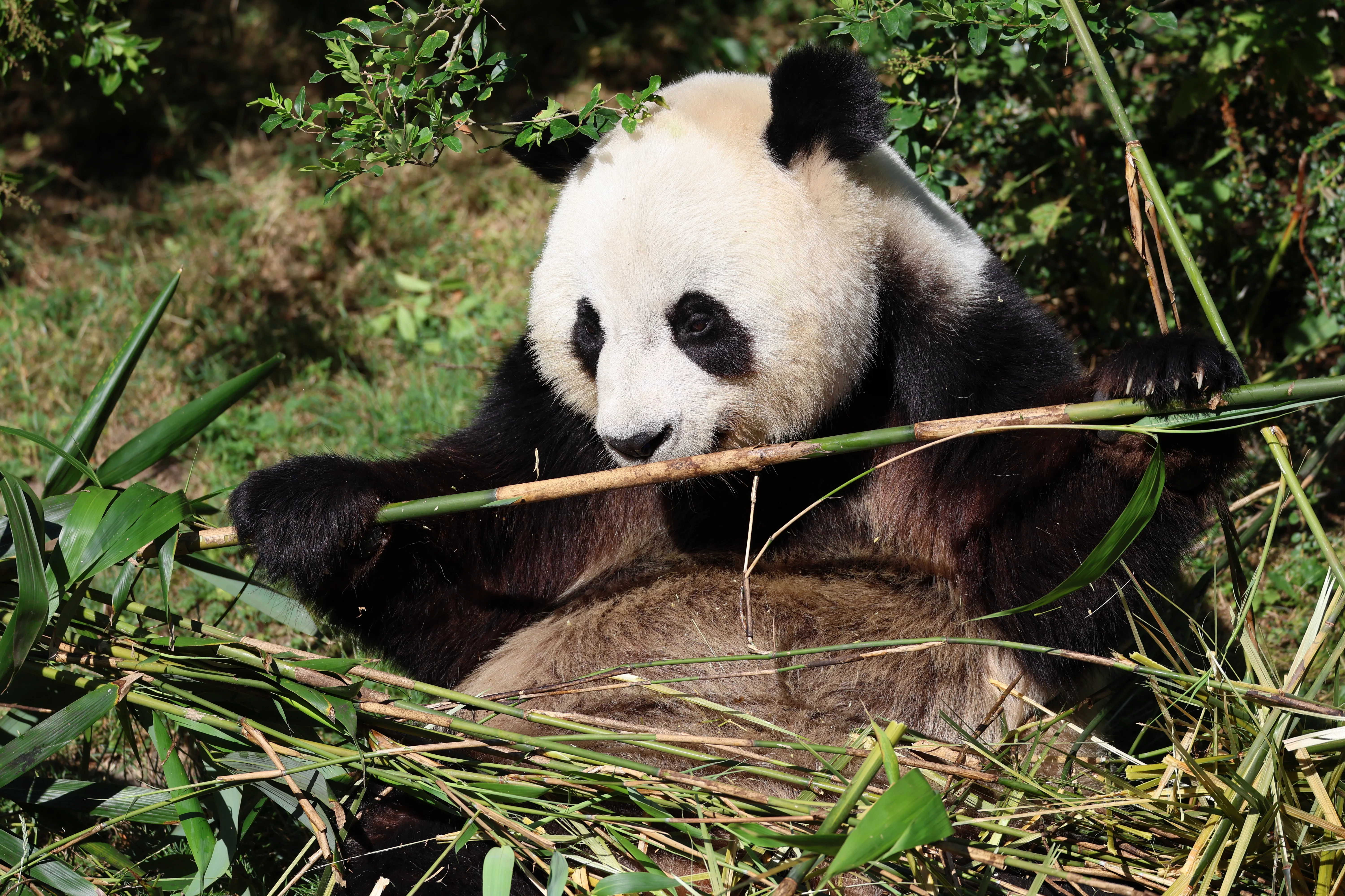 ZooParc de Beauval