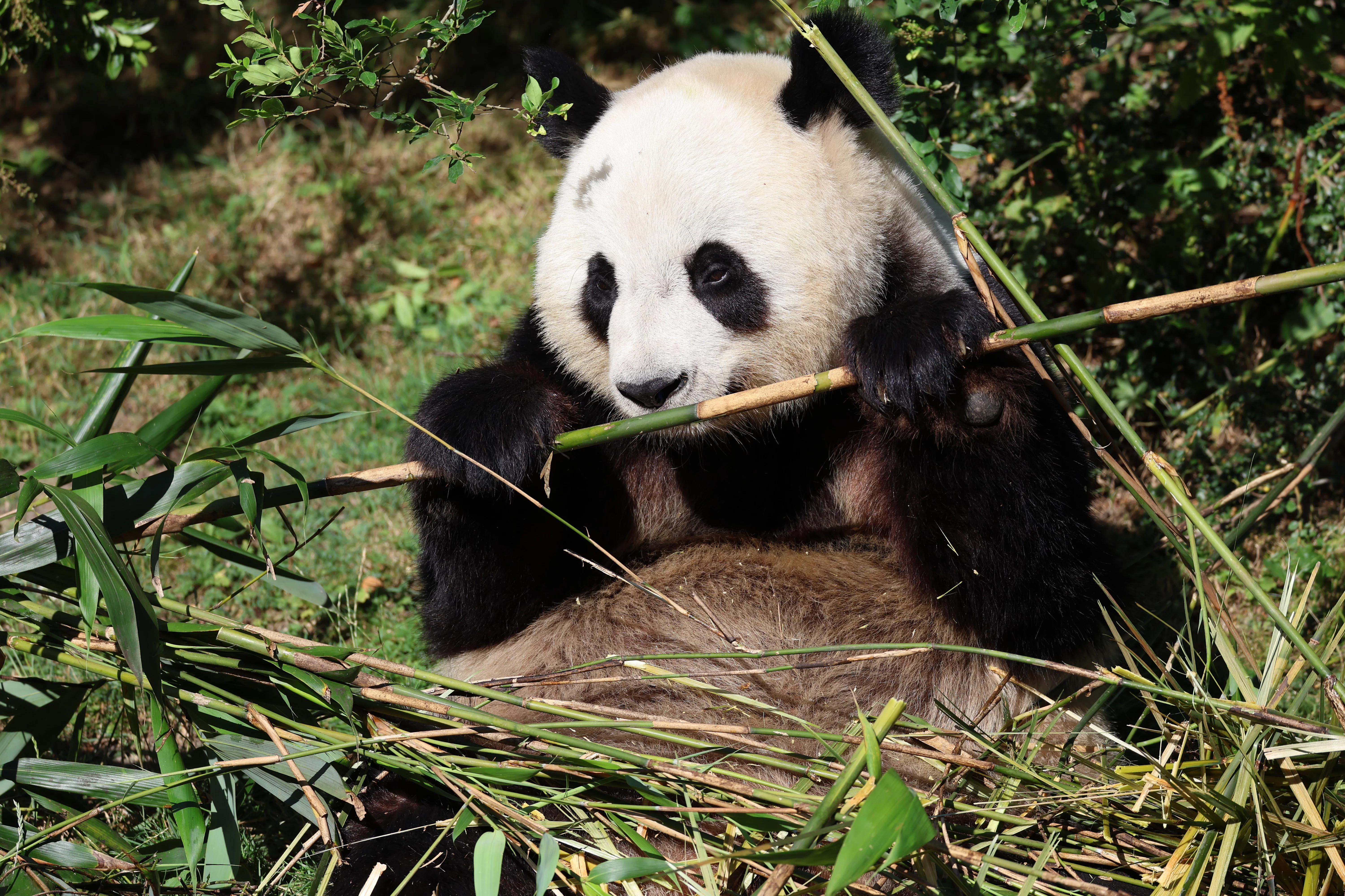 ZooParc de Beauval
