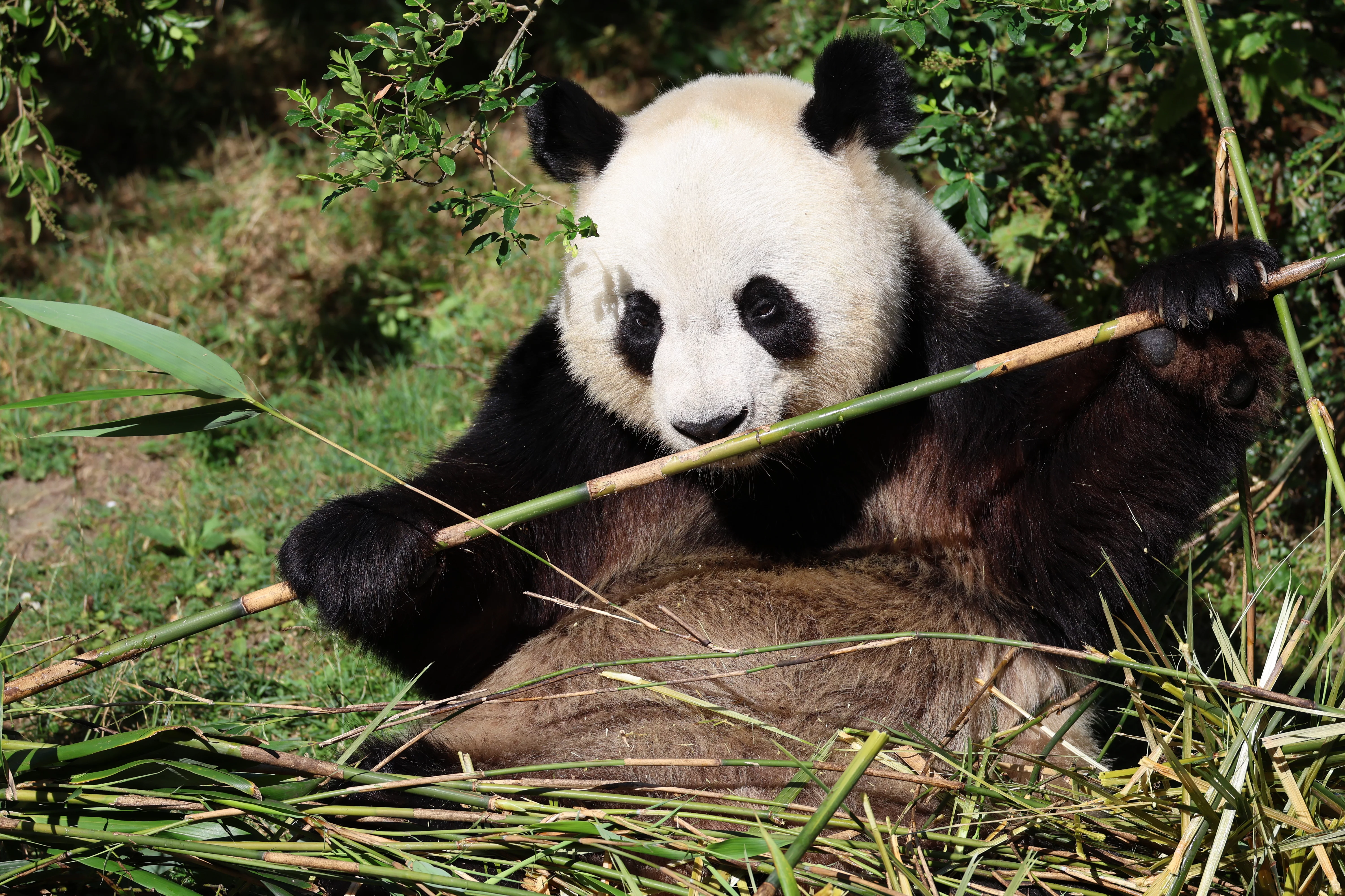 ZooParc de Beauval