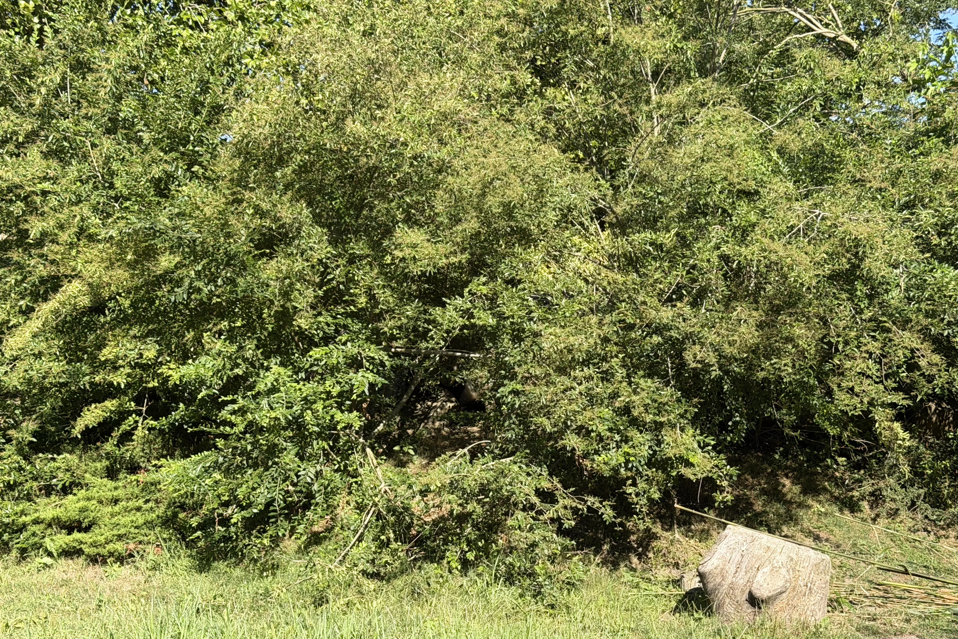 ZooParc de Beauval