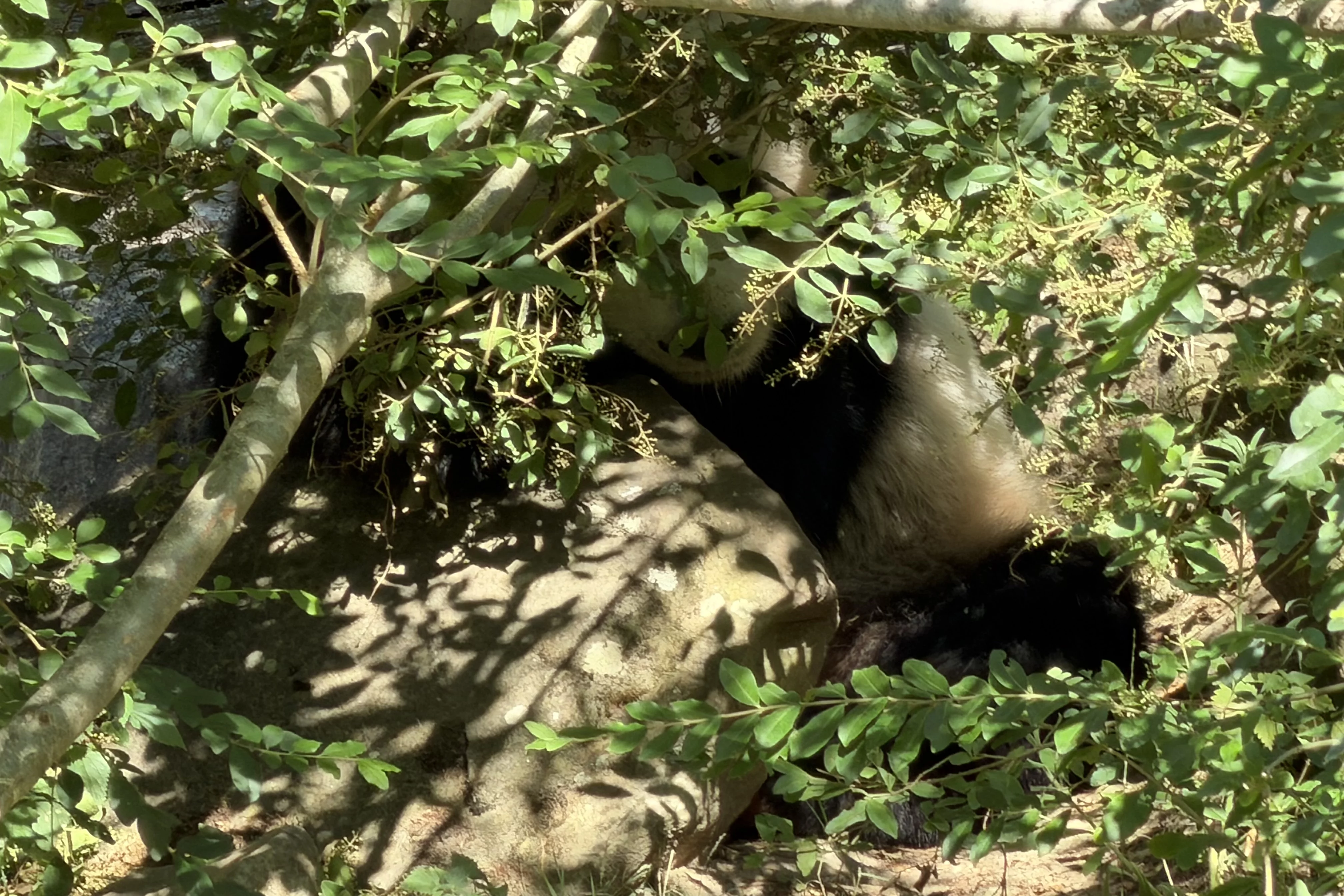 ZooParc de Beauval