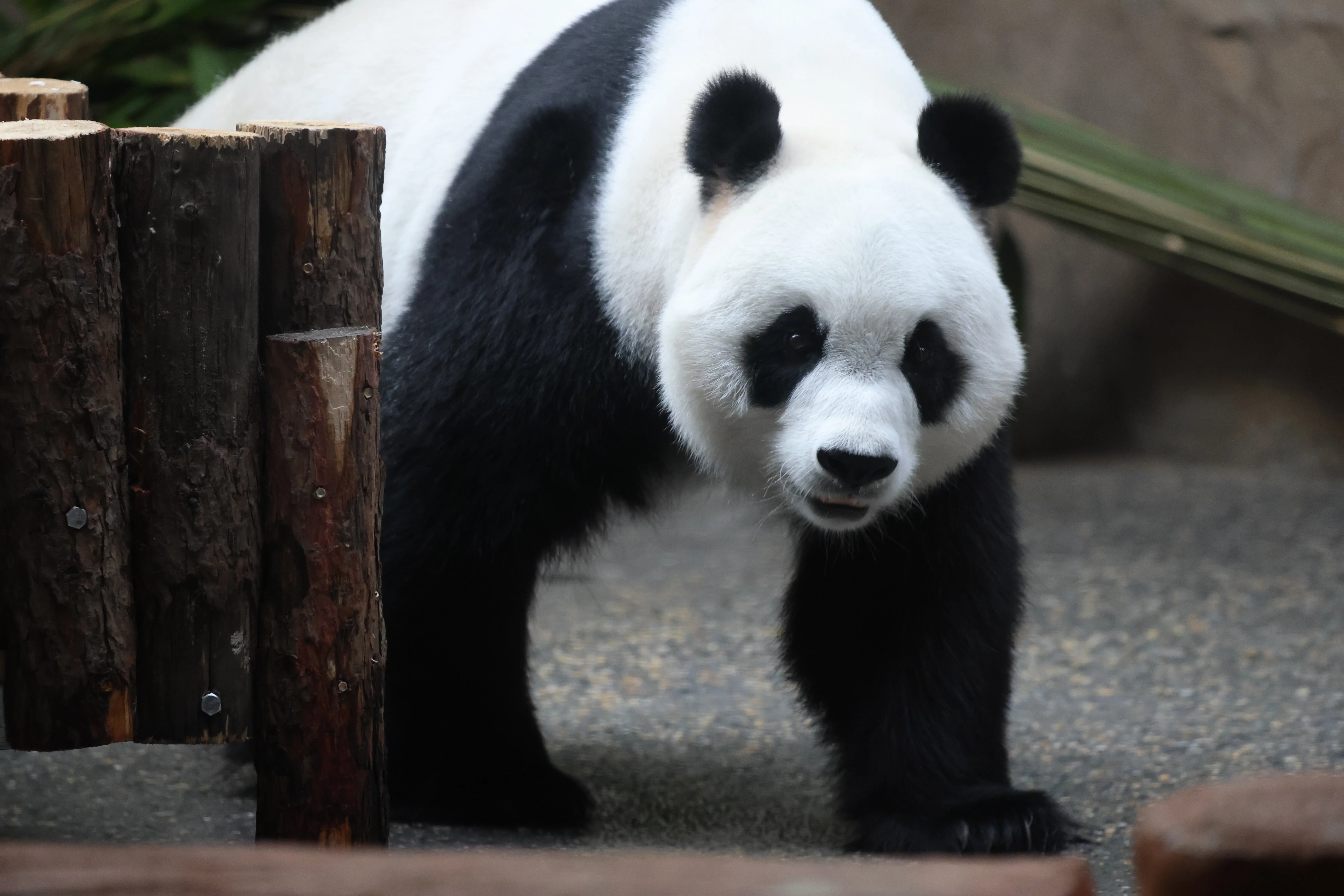 Beijing Zoo