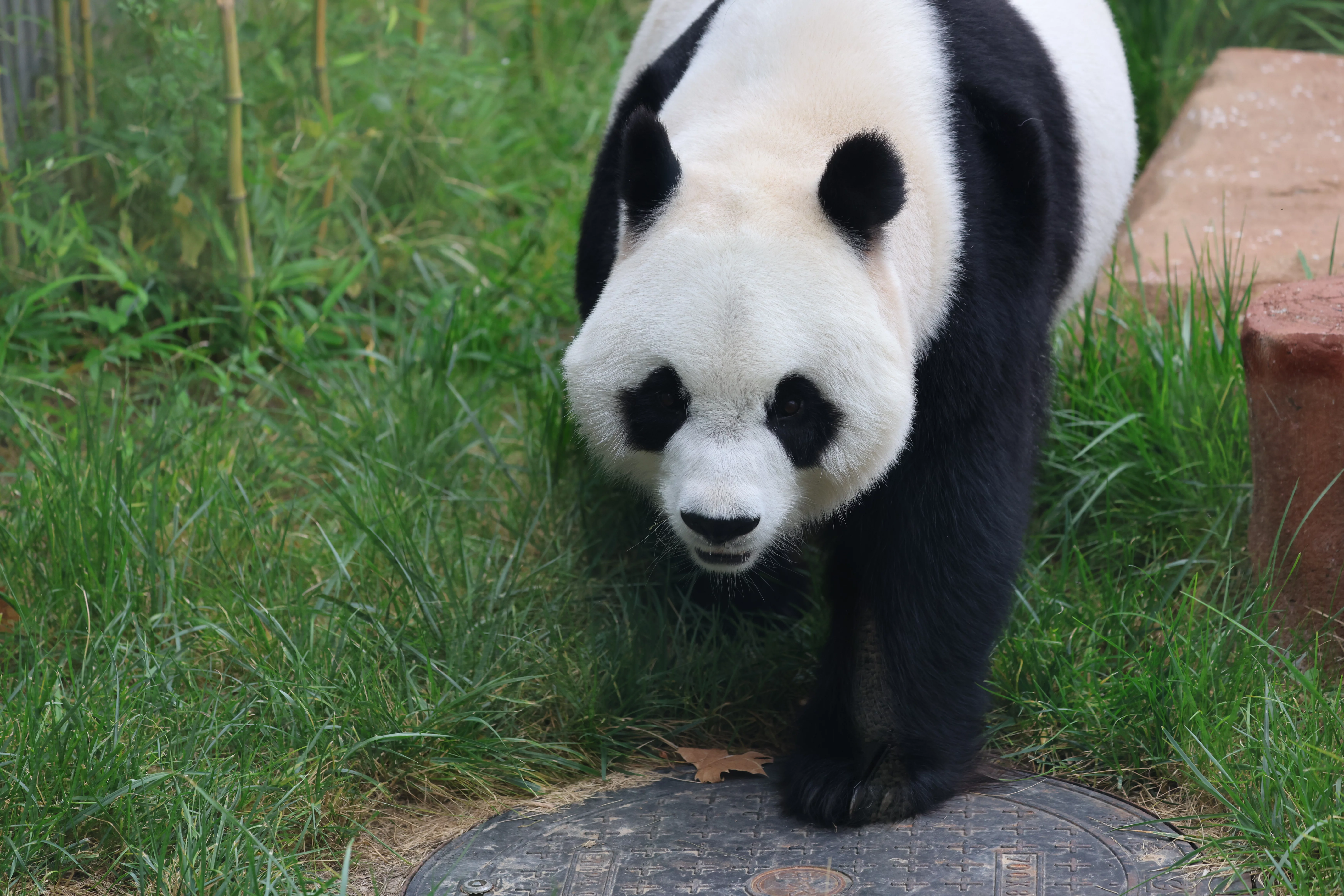 Beijing Zoo