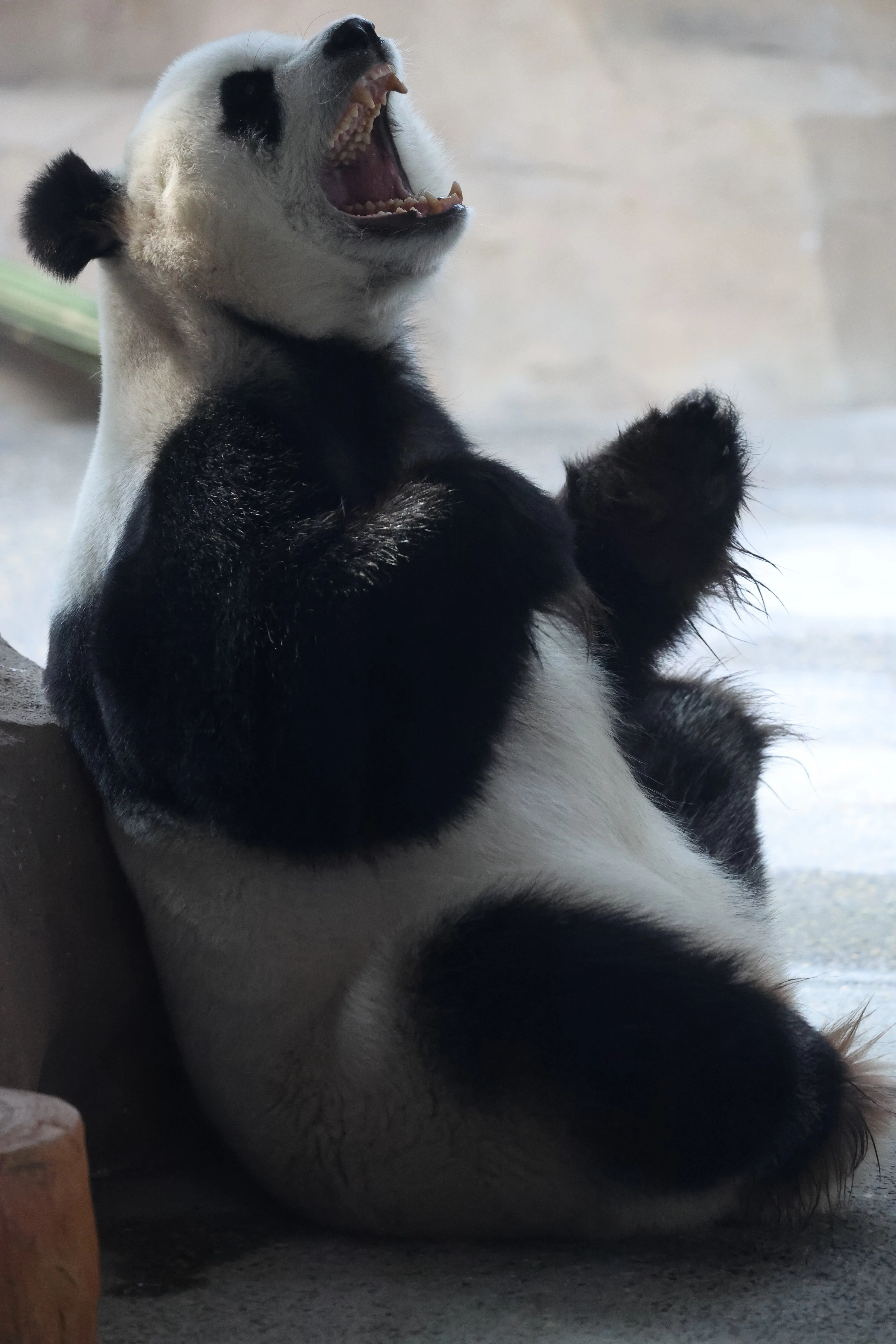 Beijing Zoo