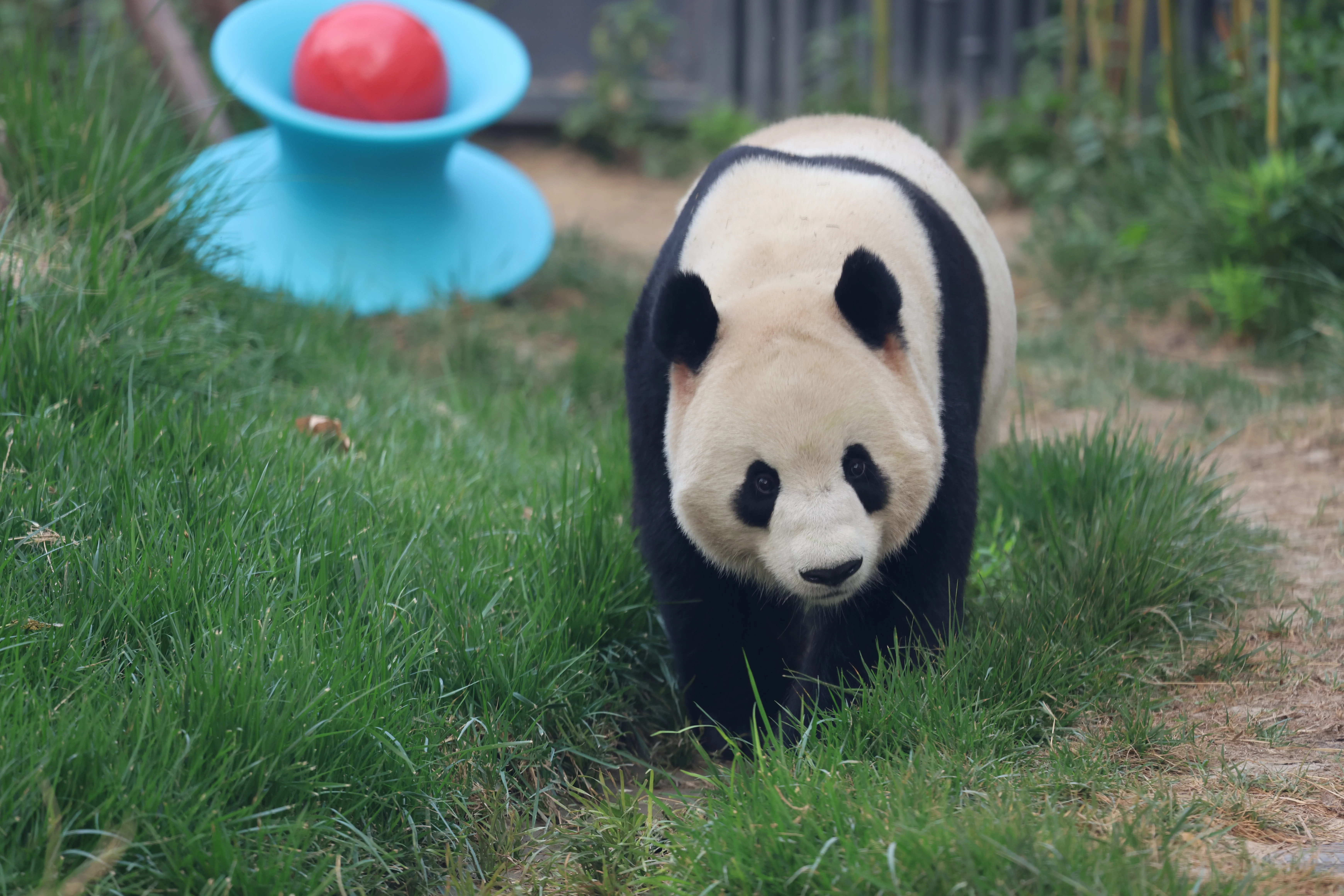 Beijing Zoo