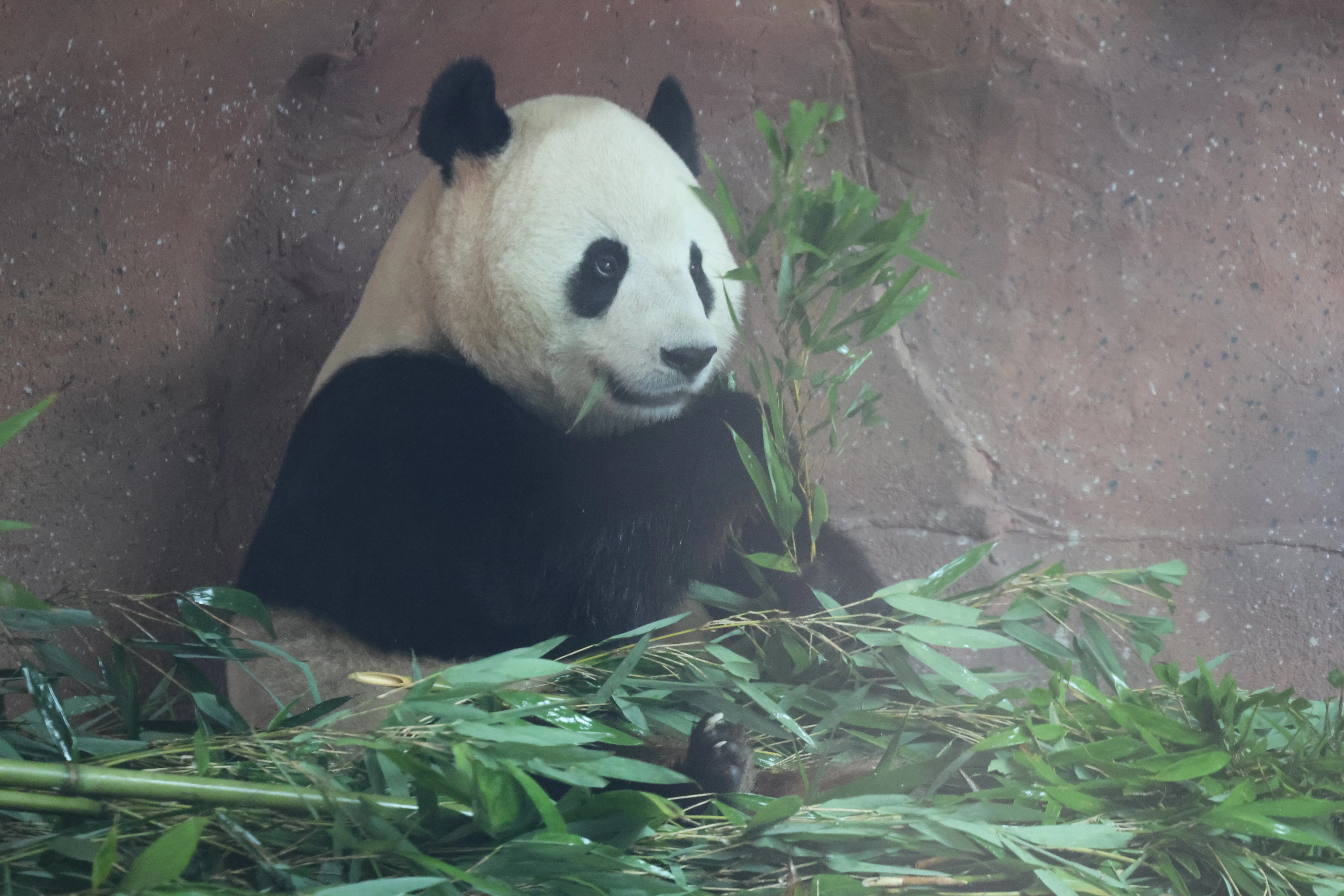 Beijing Zoo