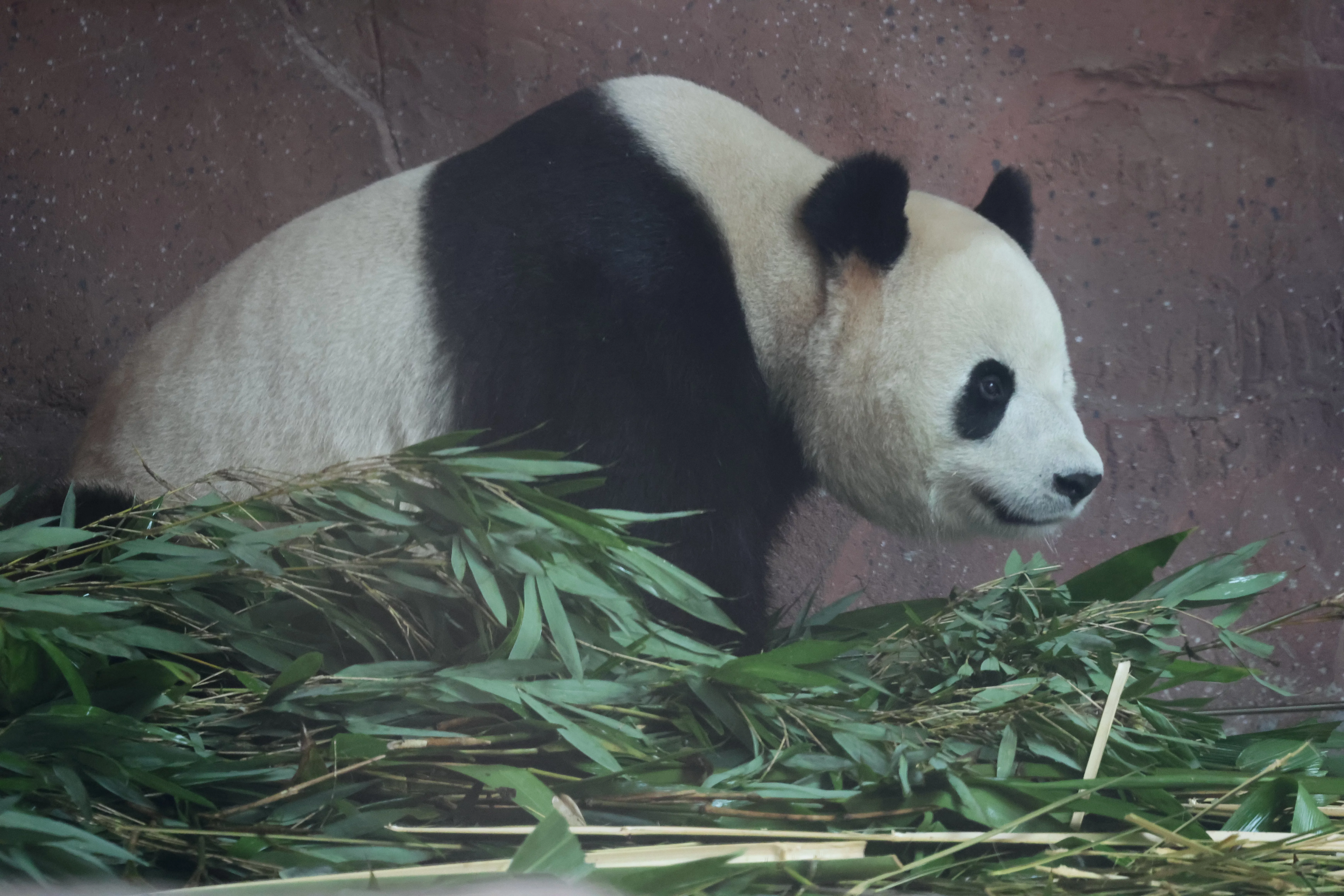 Beijing Zoo
