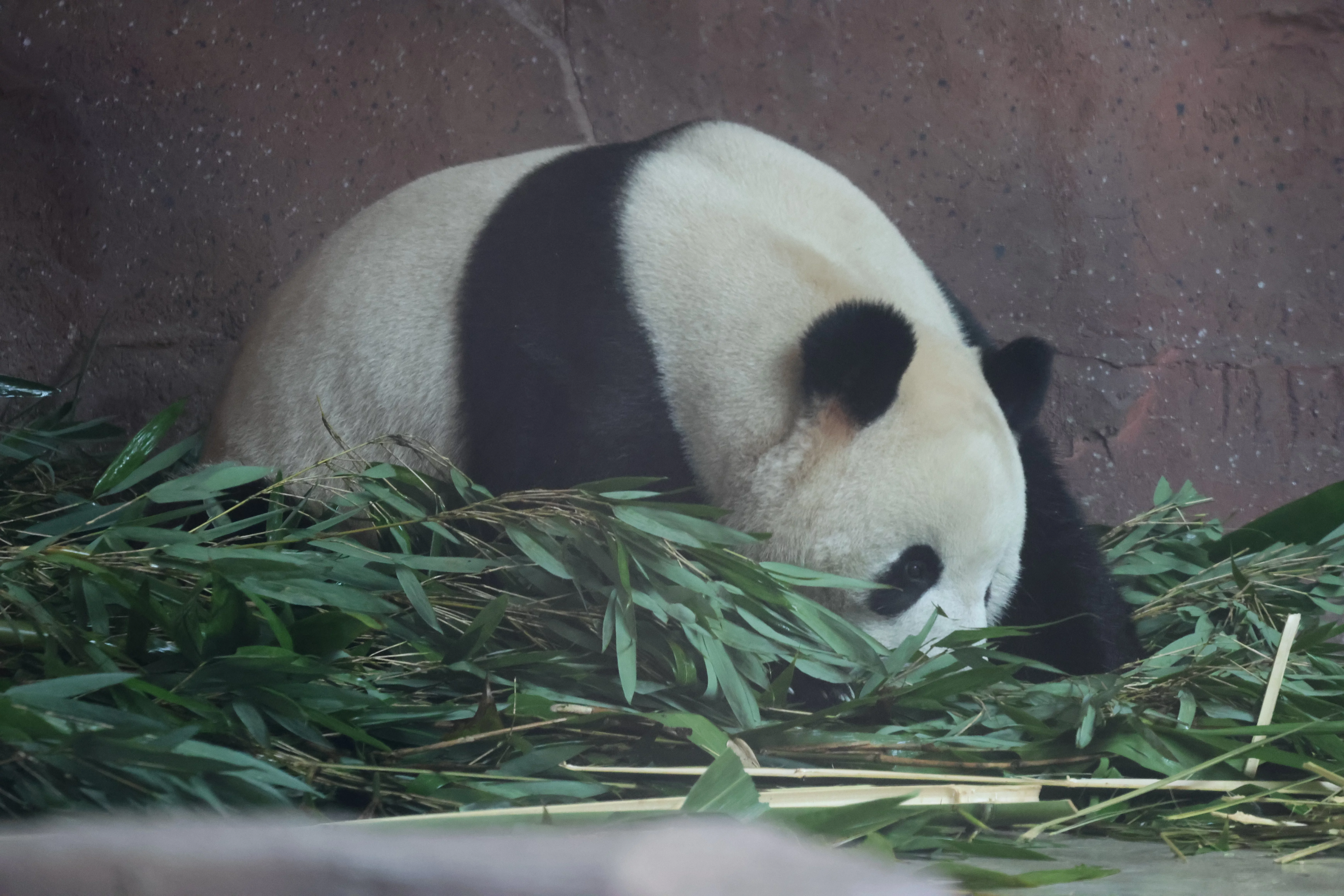 Beijing Zoo