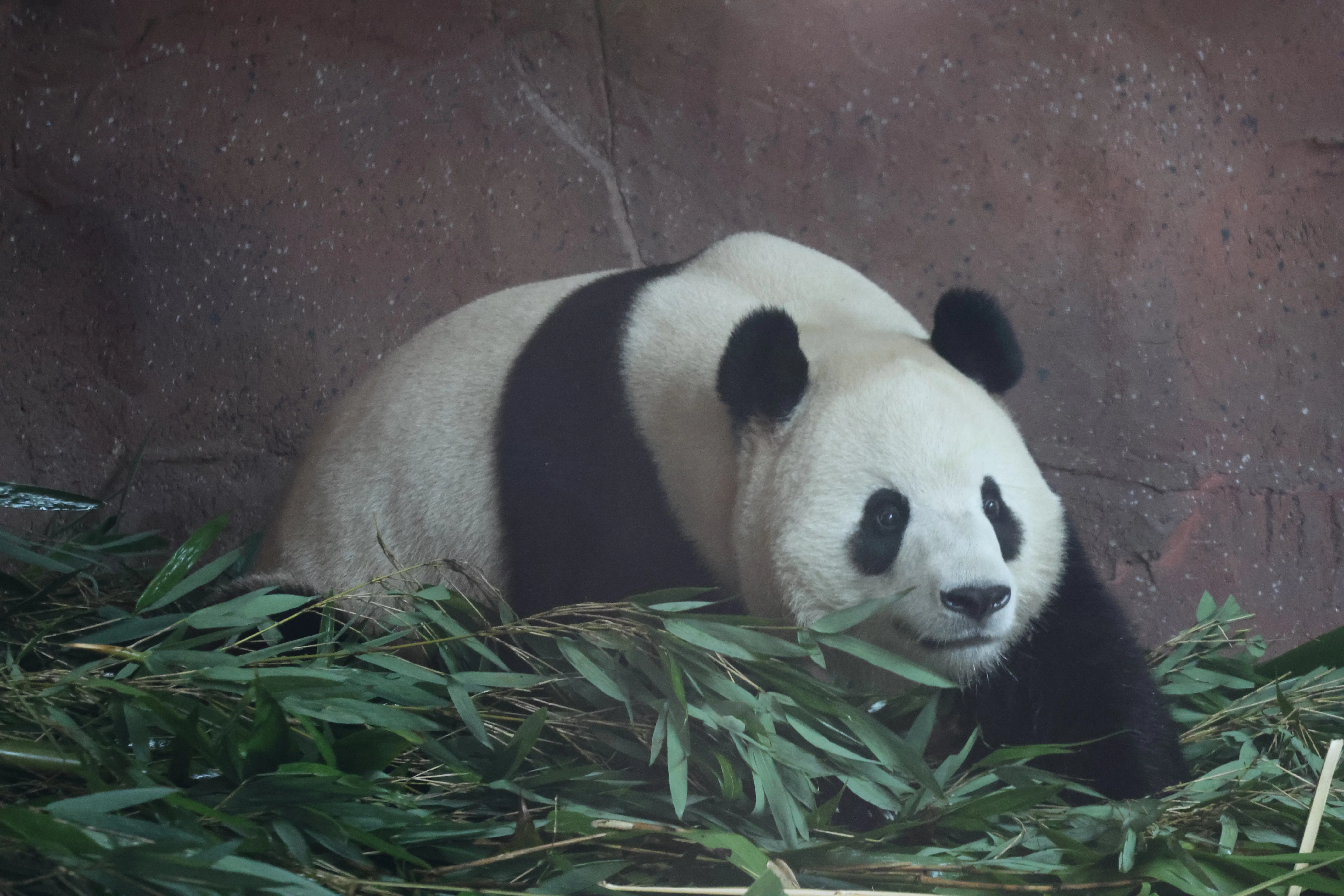 Beijing Zoo