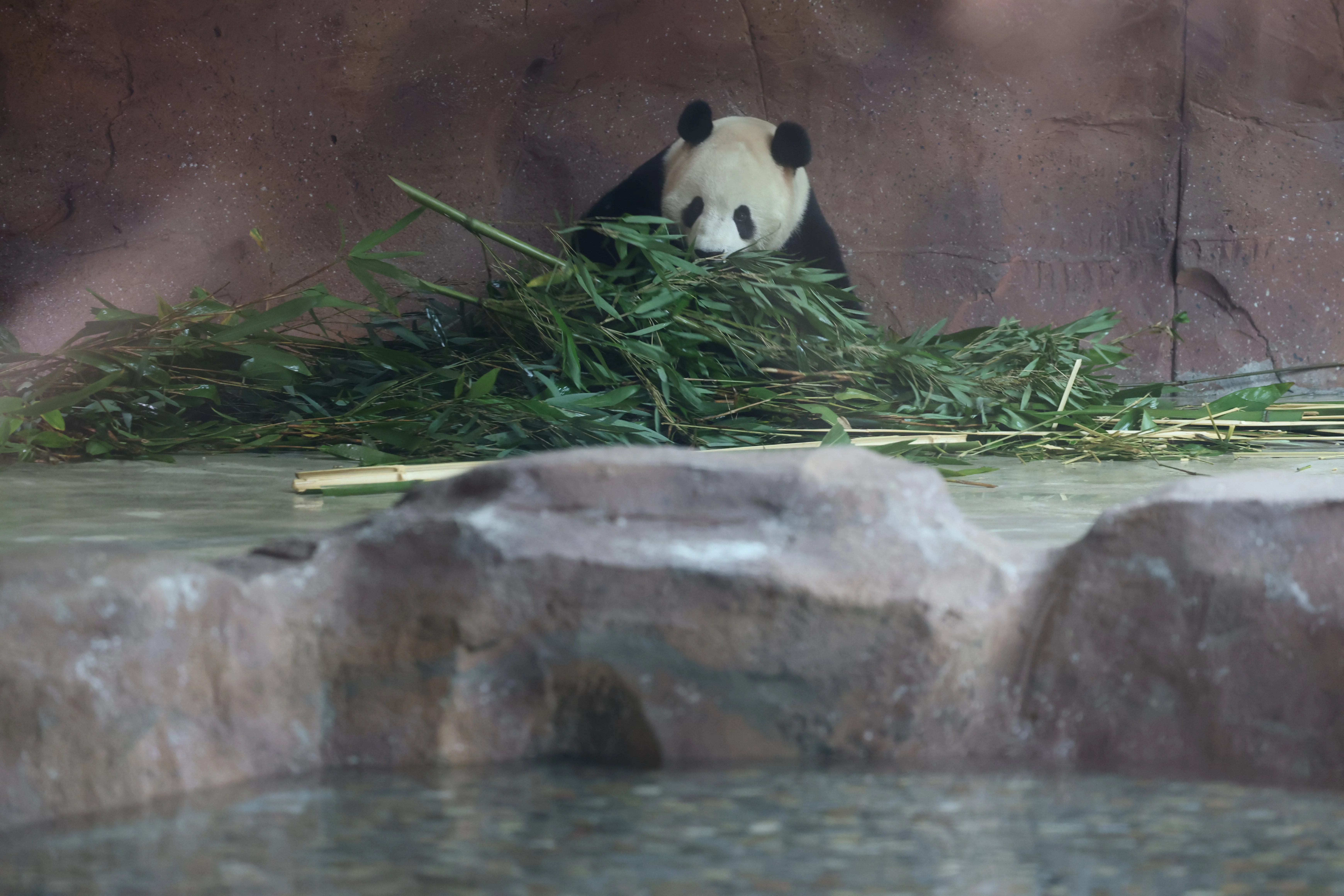 Beijing Zoo