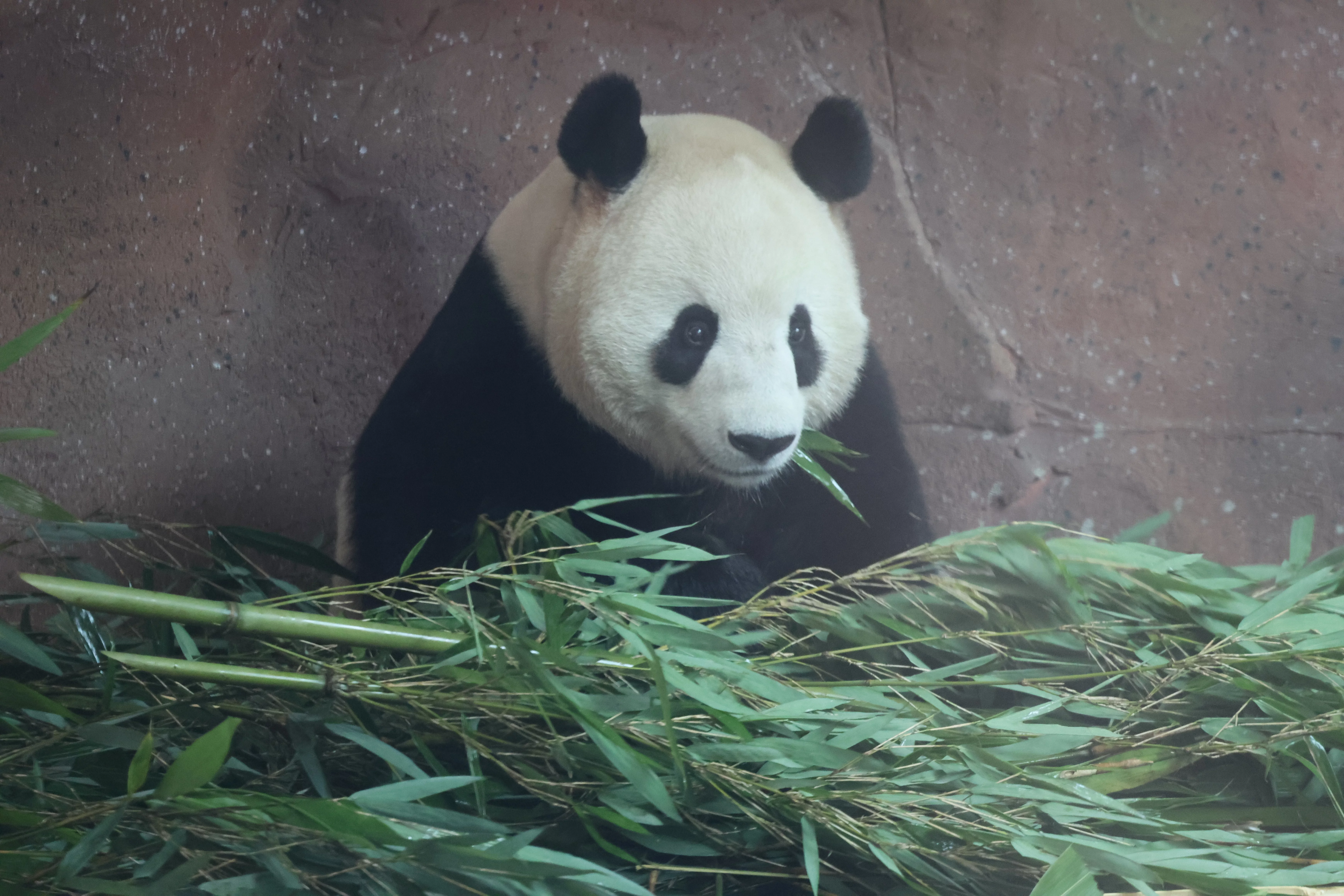 Beijing Zoo