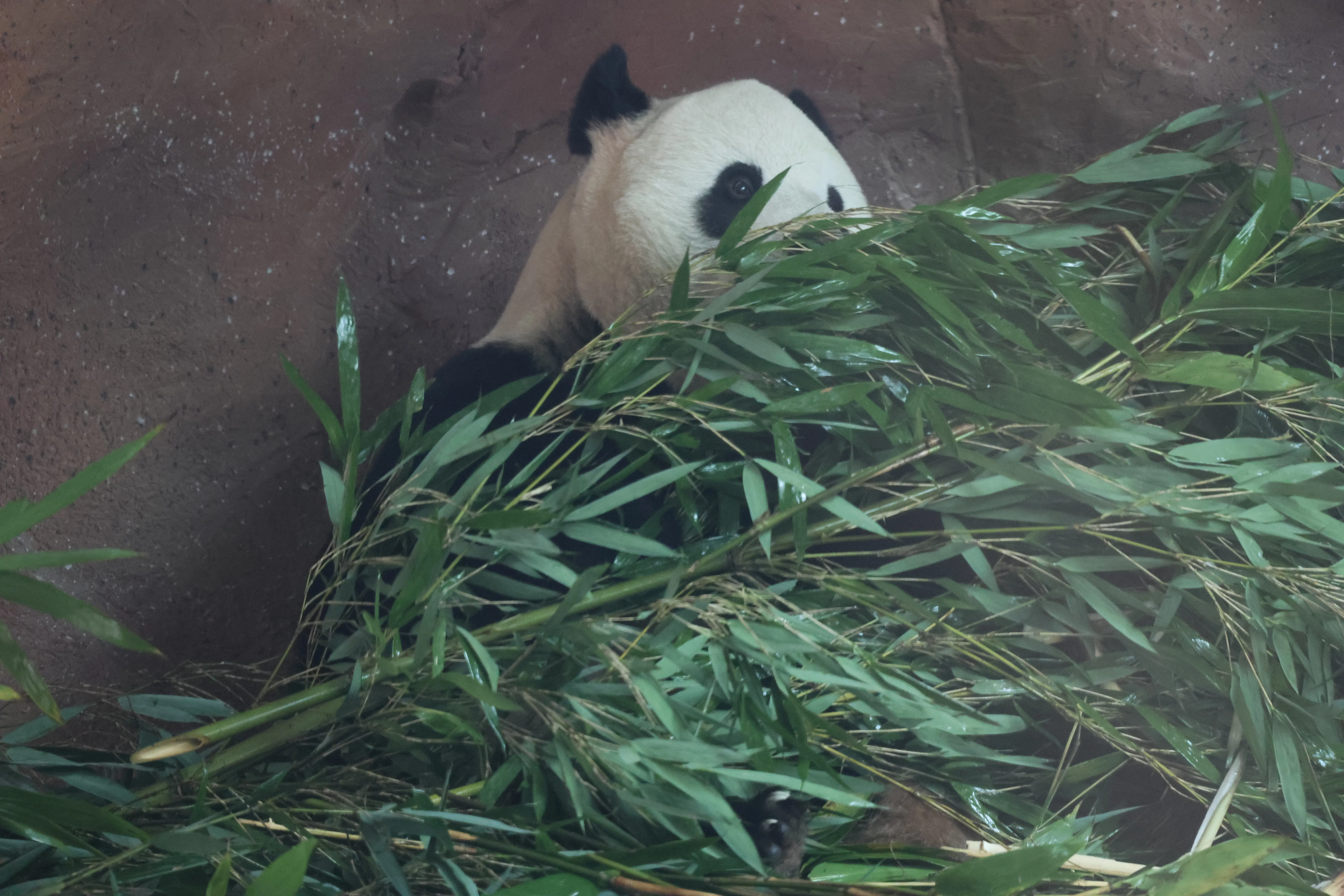 Beijing Zoo
