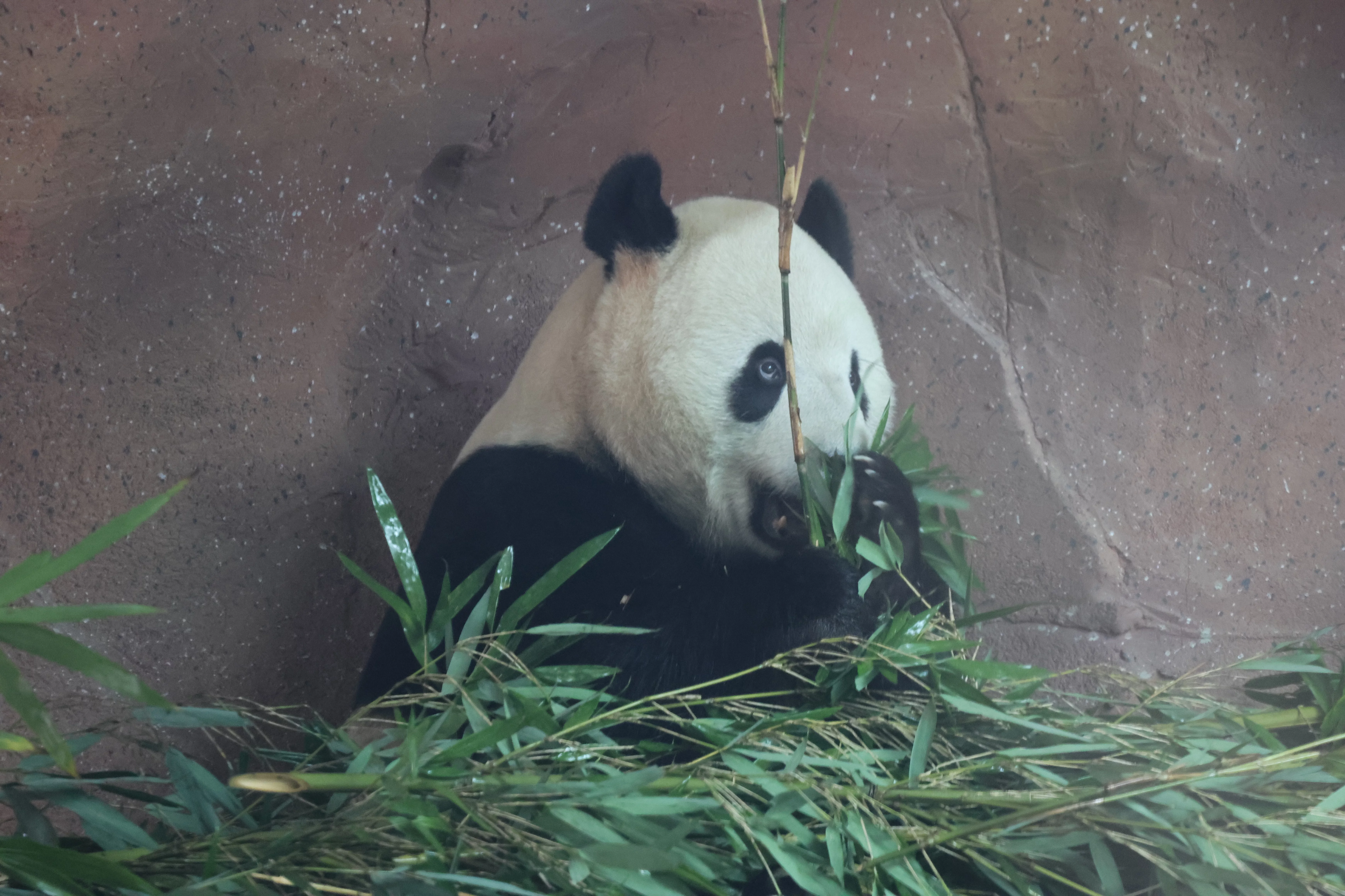 Beijing Zoo