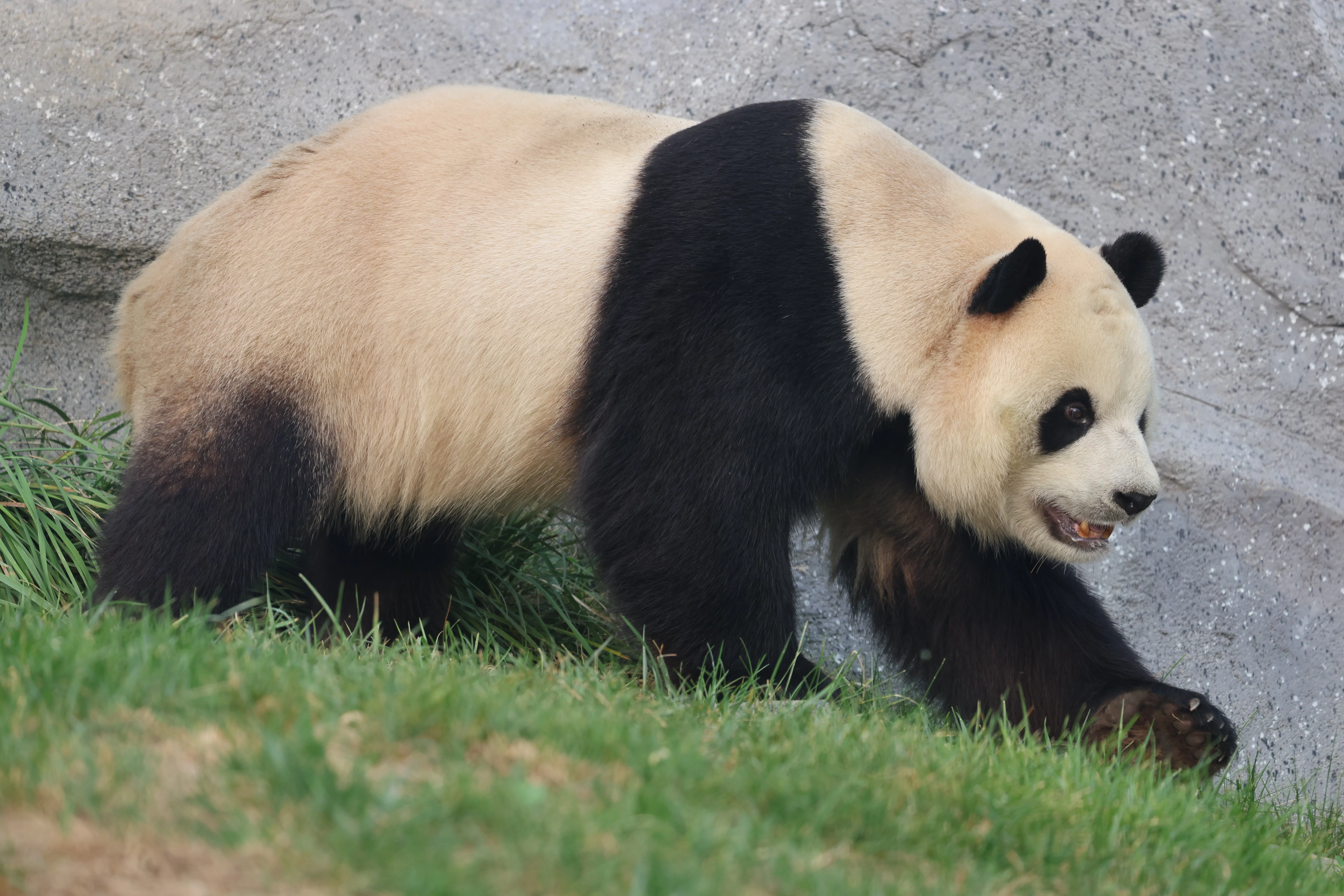 Beijing Zoo