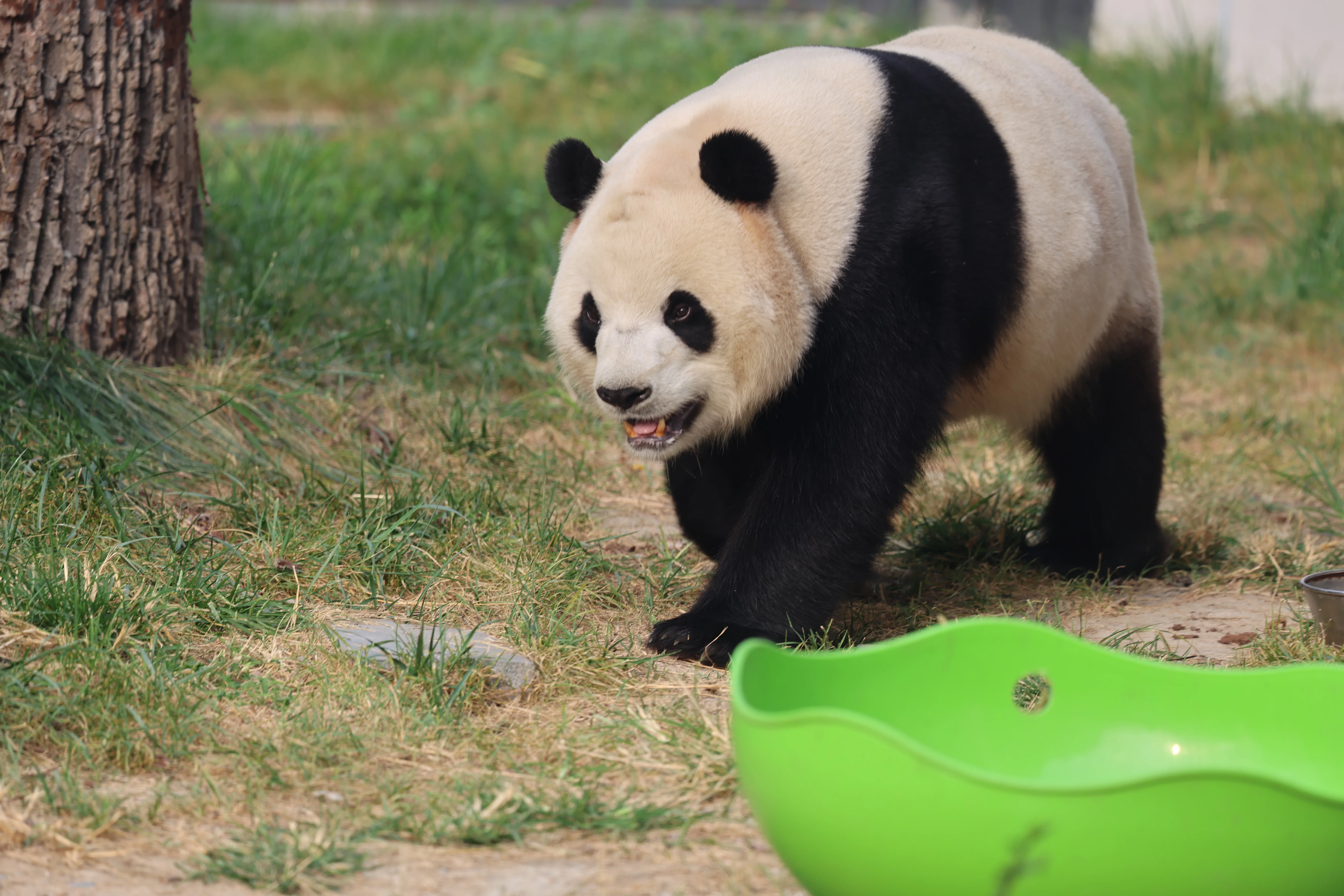 Beijing Zoo