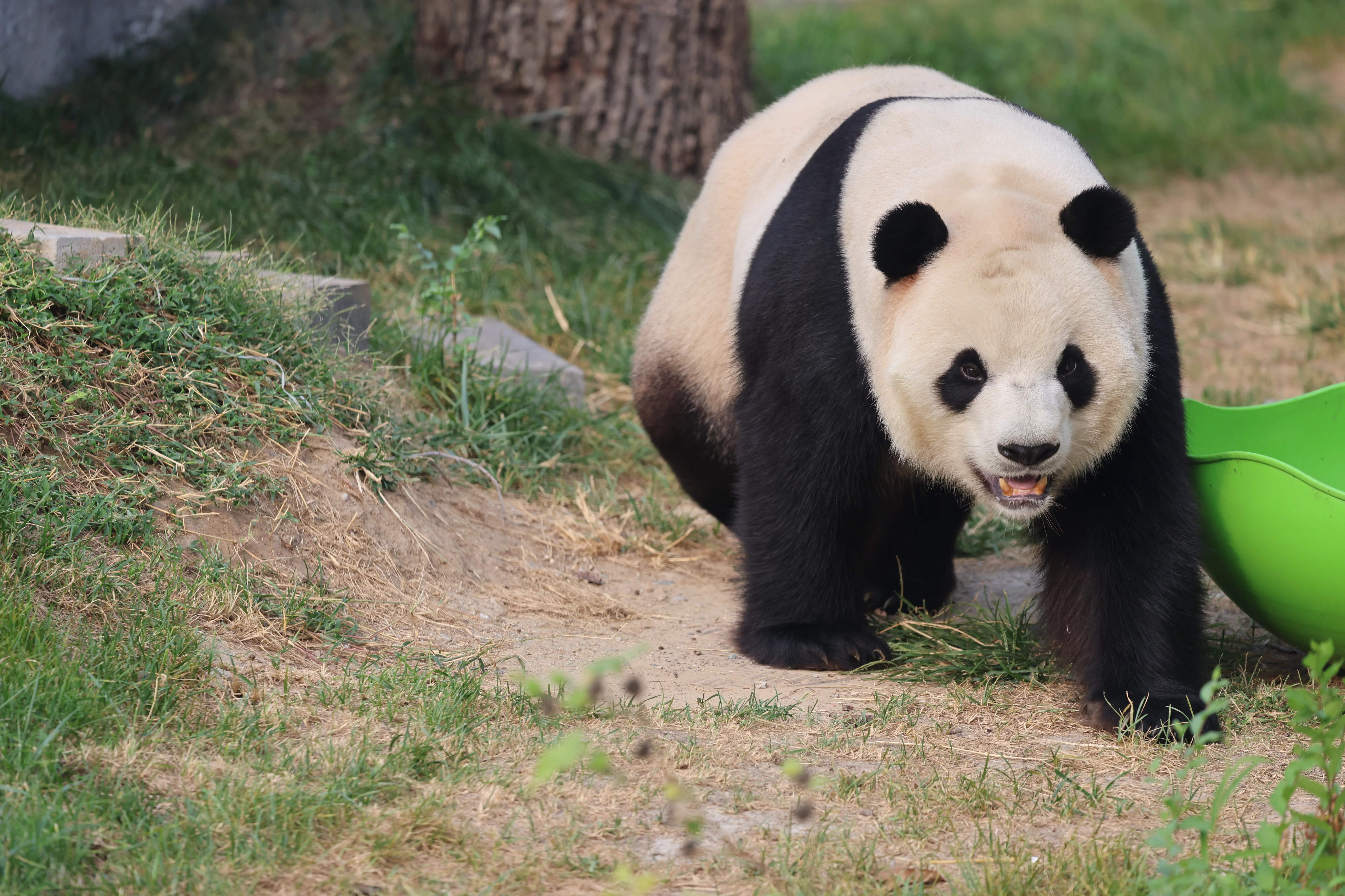 Beijing Zoo