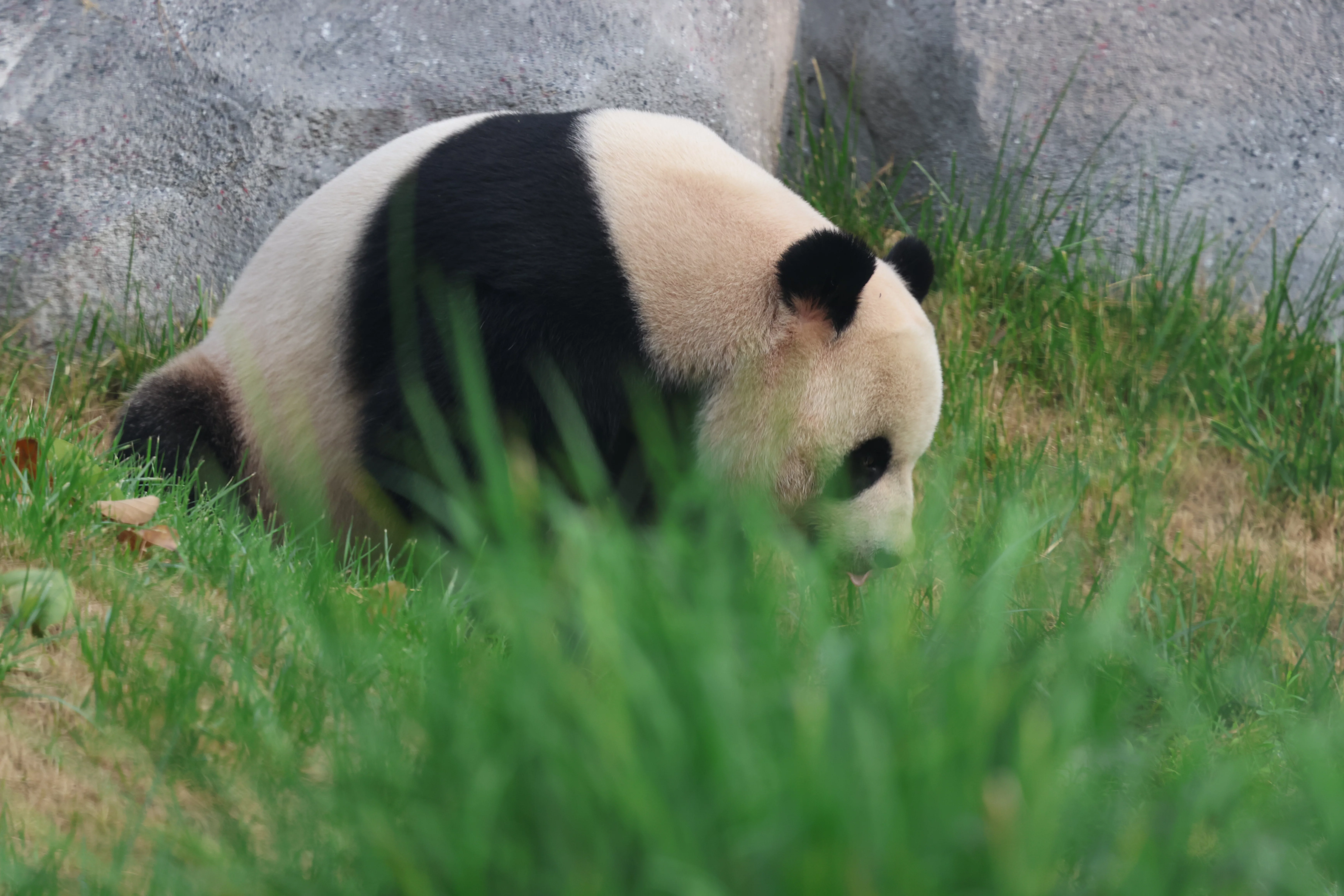 Beijing Zoo