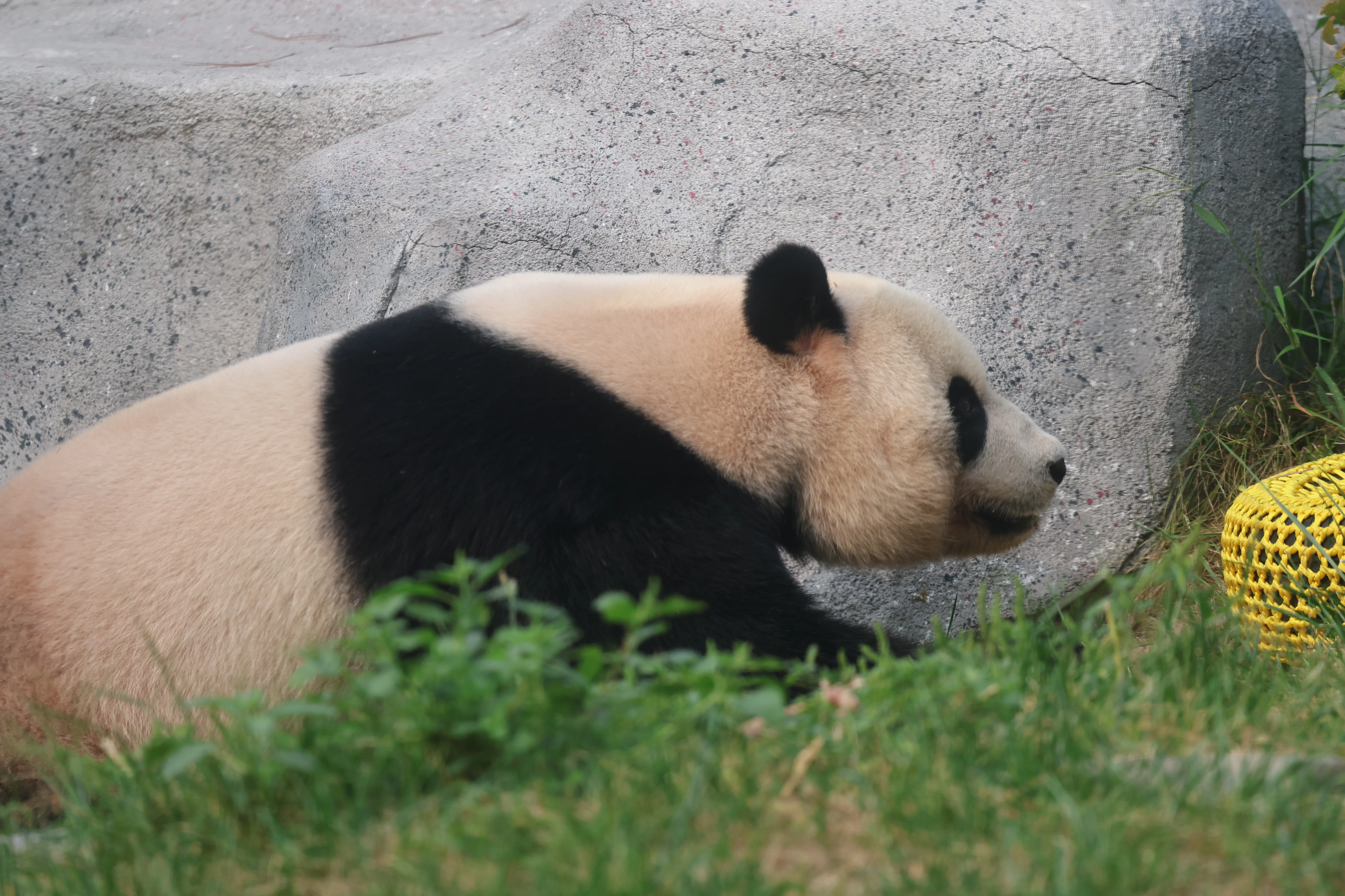 Beijing Zoo