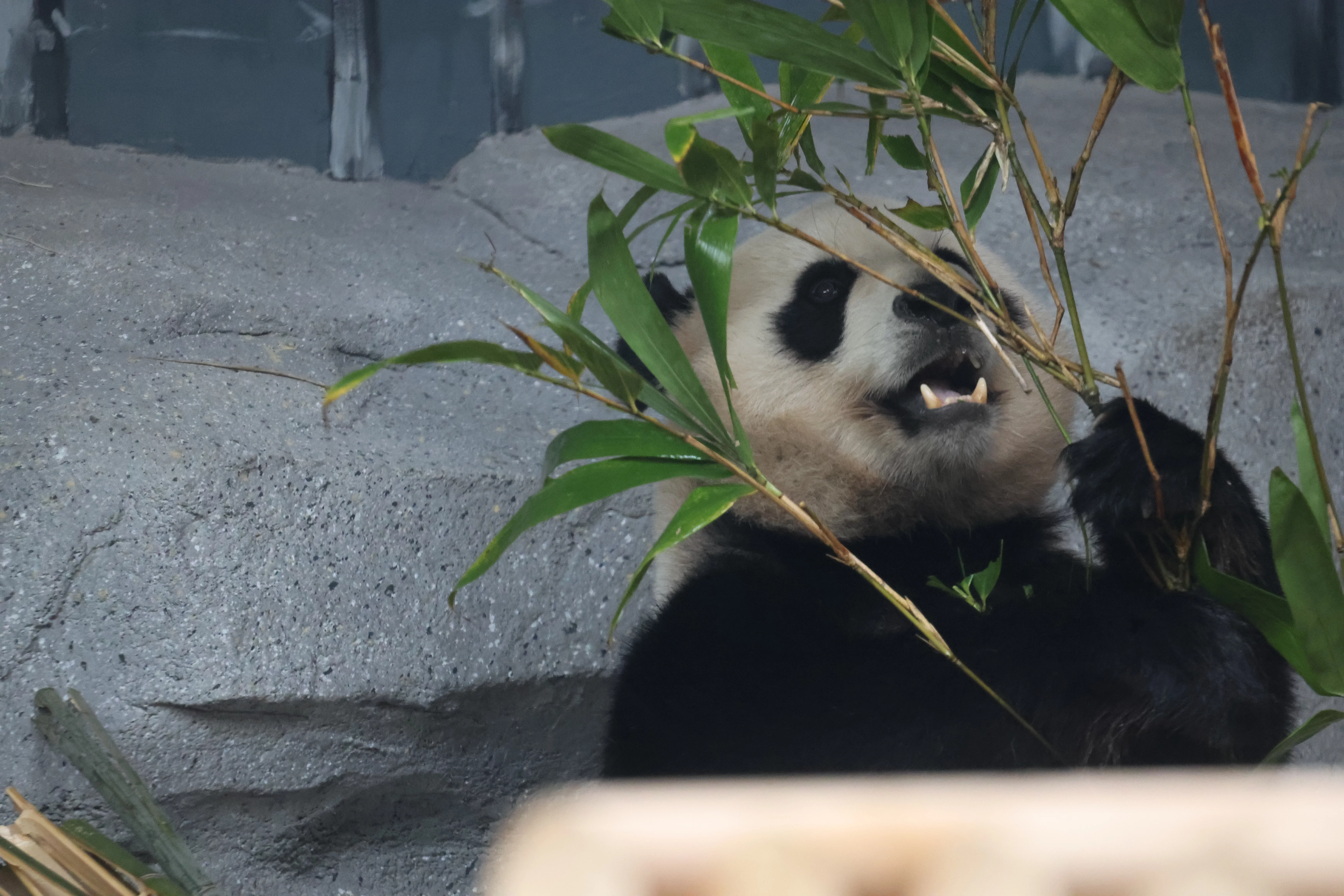 Beijing Zoo