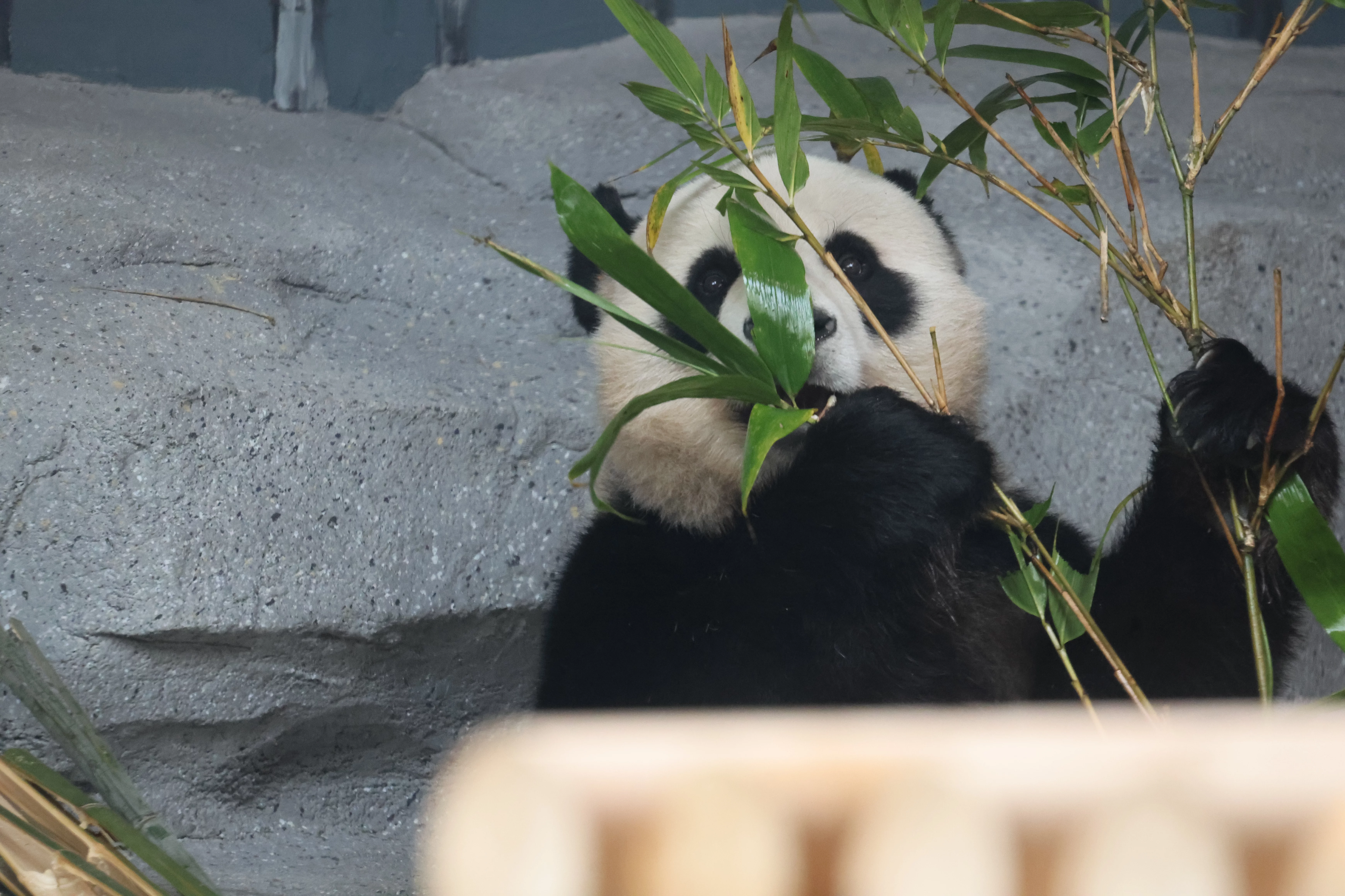 Beijing Zoo