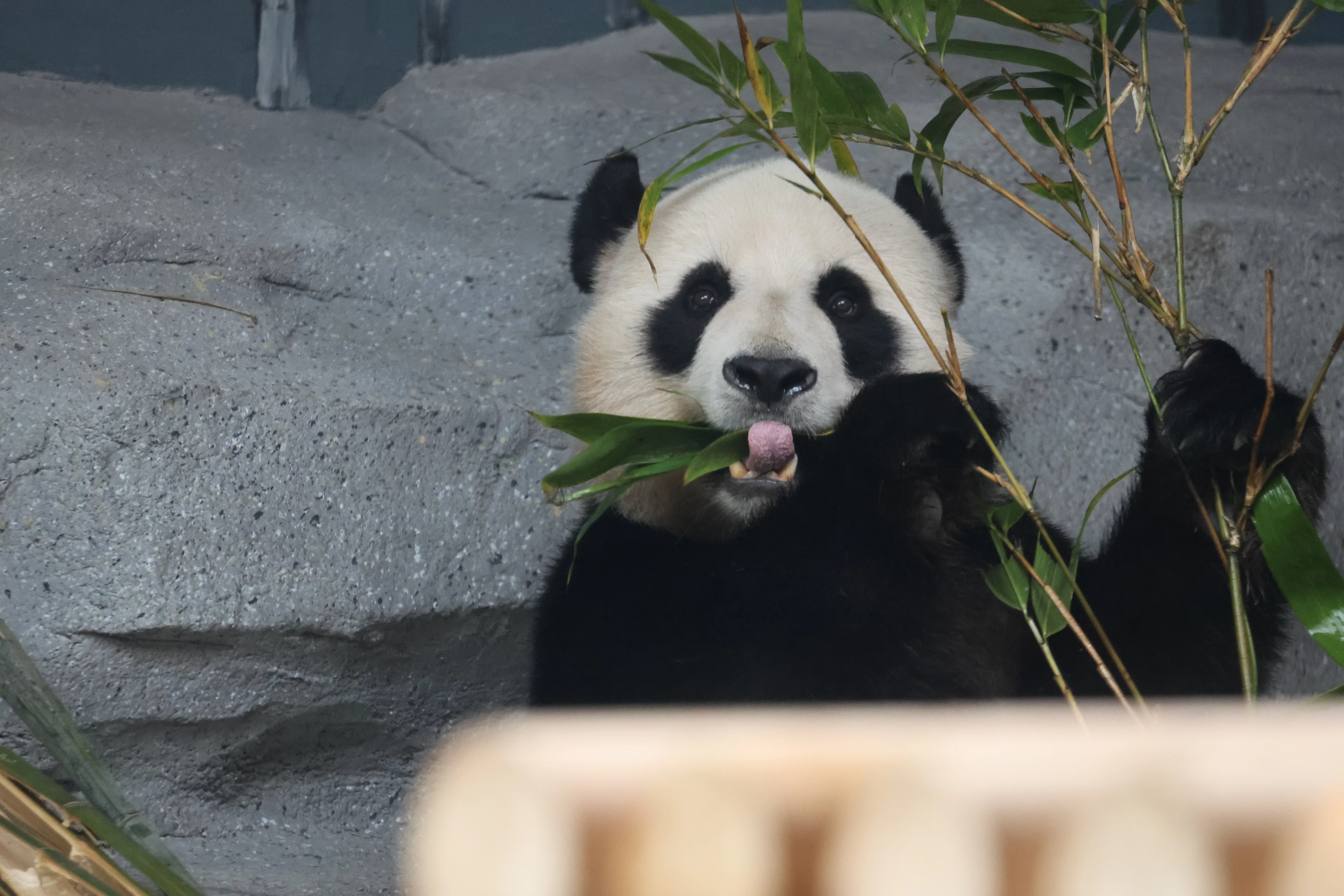 Beijing Zoo