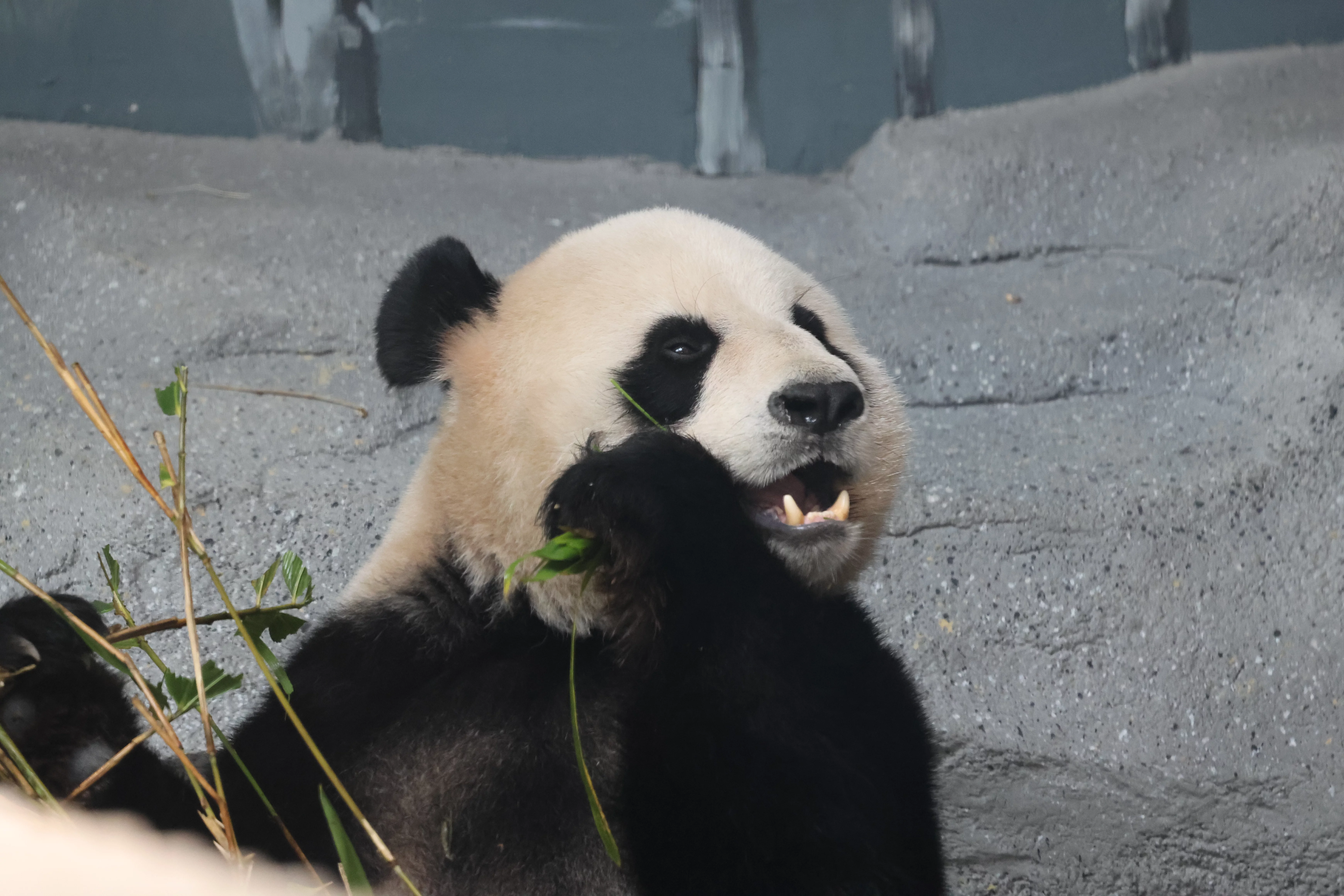 Beijing Zoo