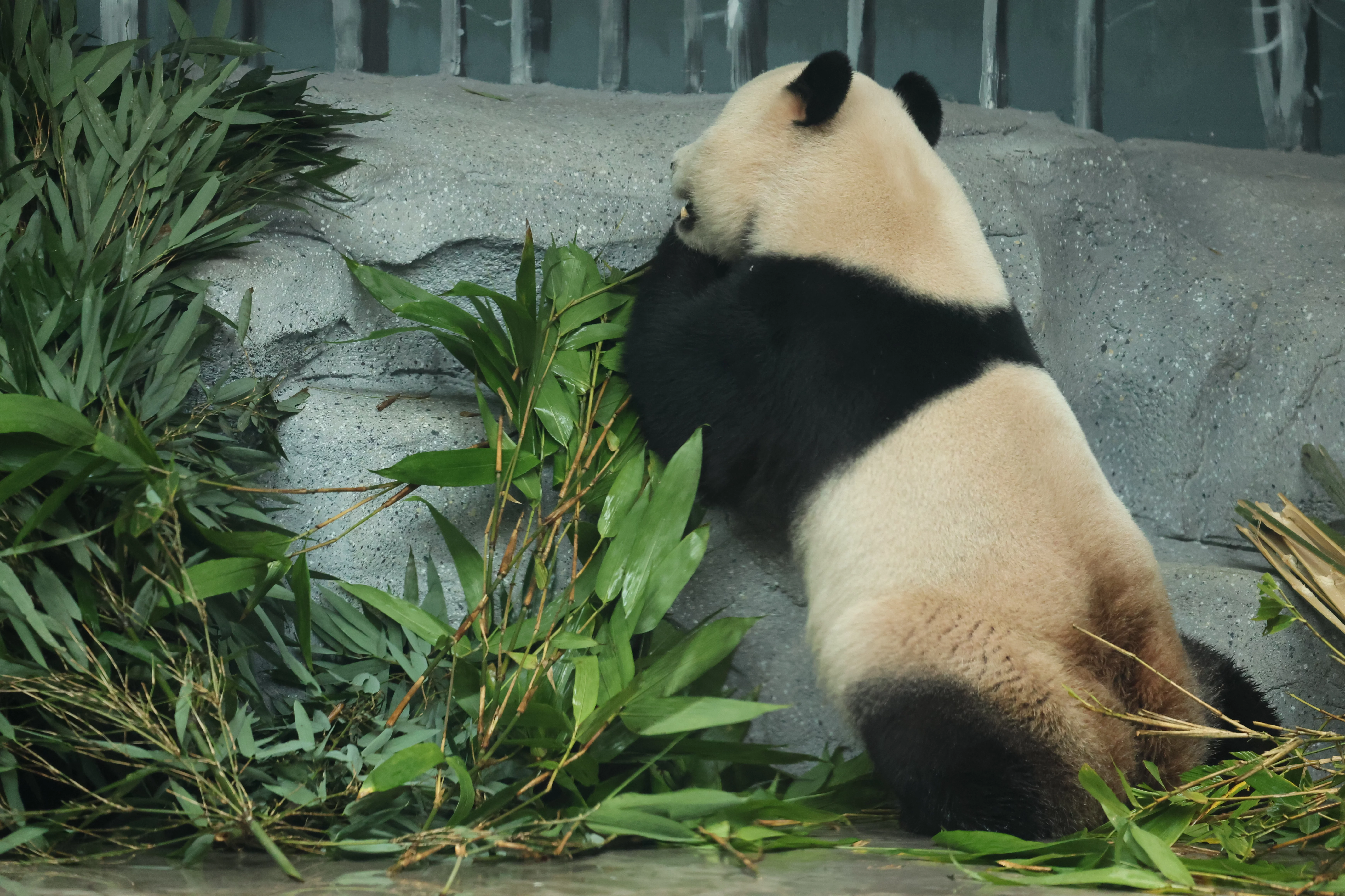 Beijing Zoo