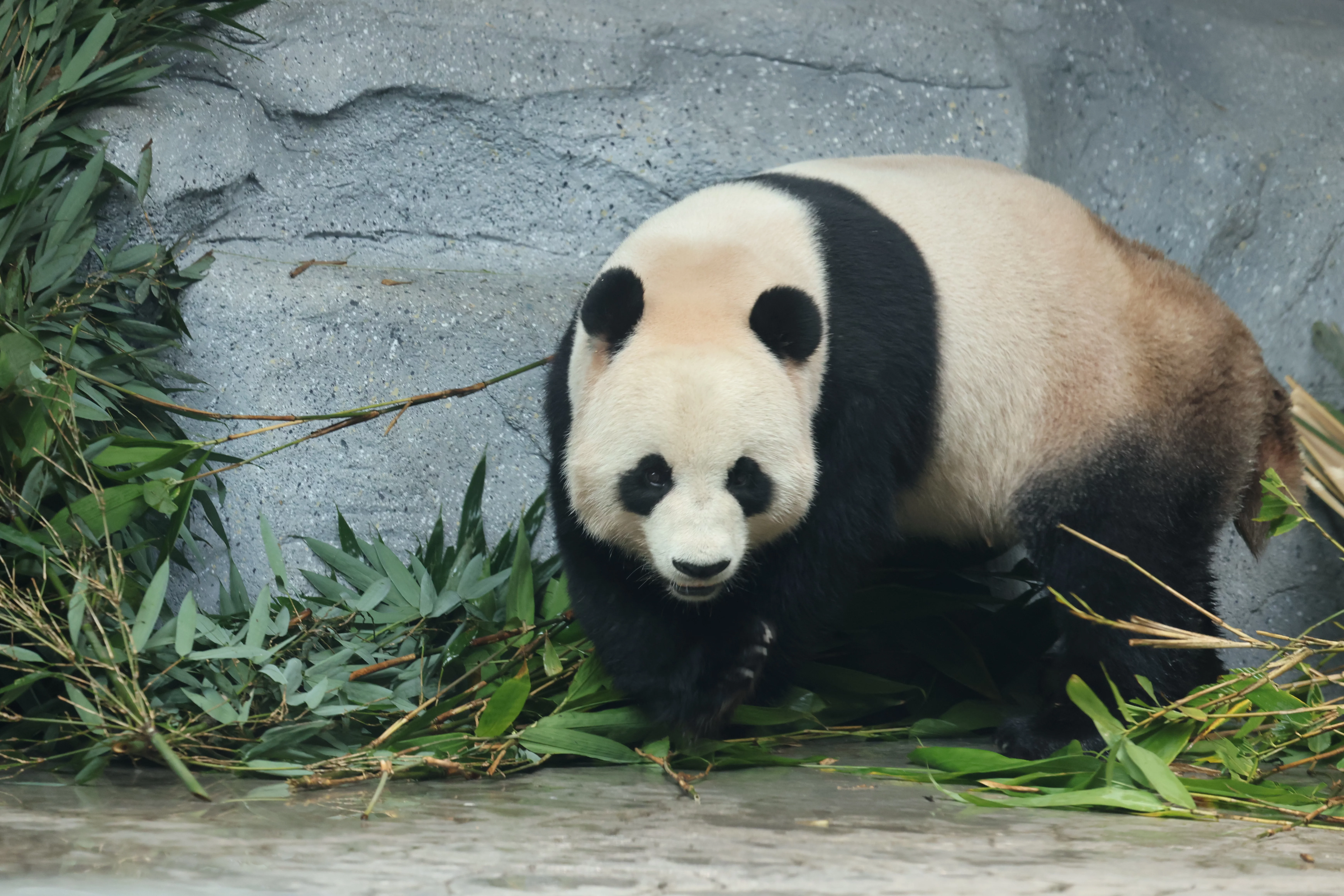 Beijing Zoo
