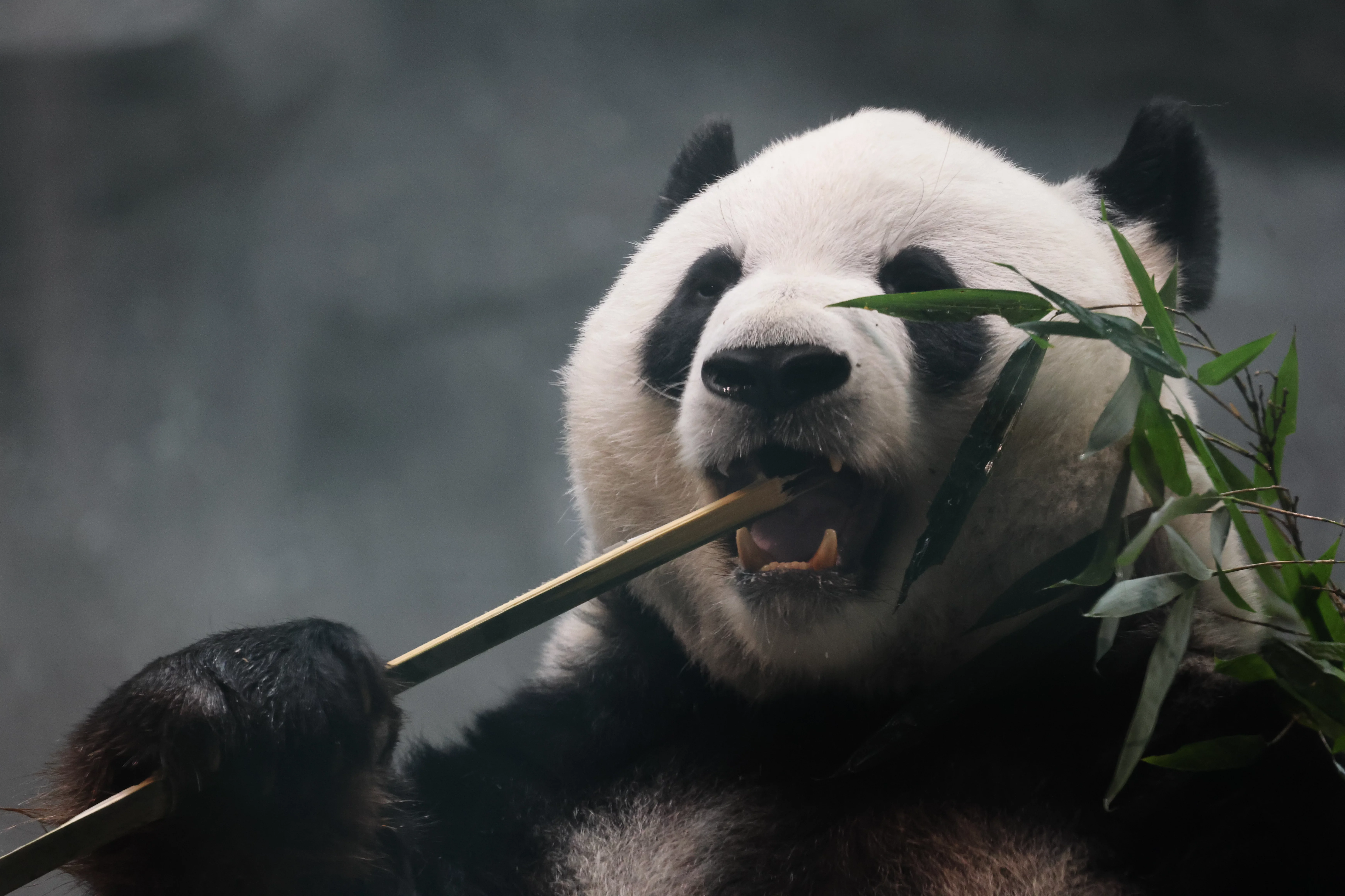 Beijing Zoo