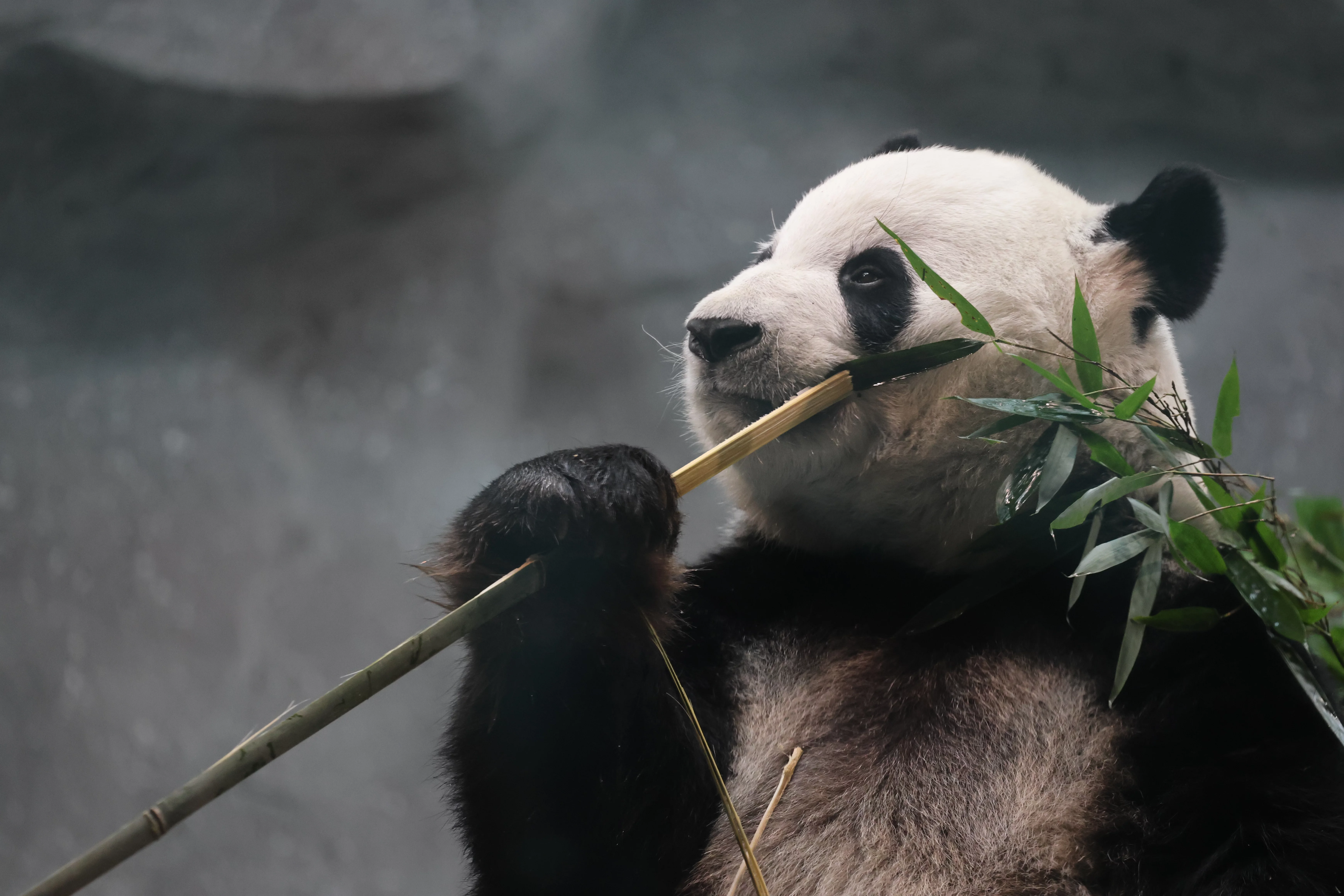 Beijing Zoo