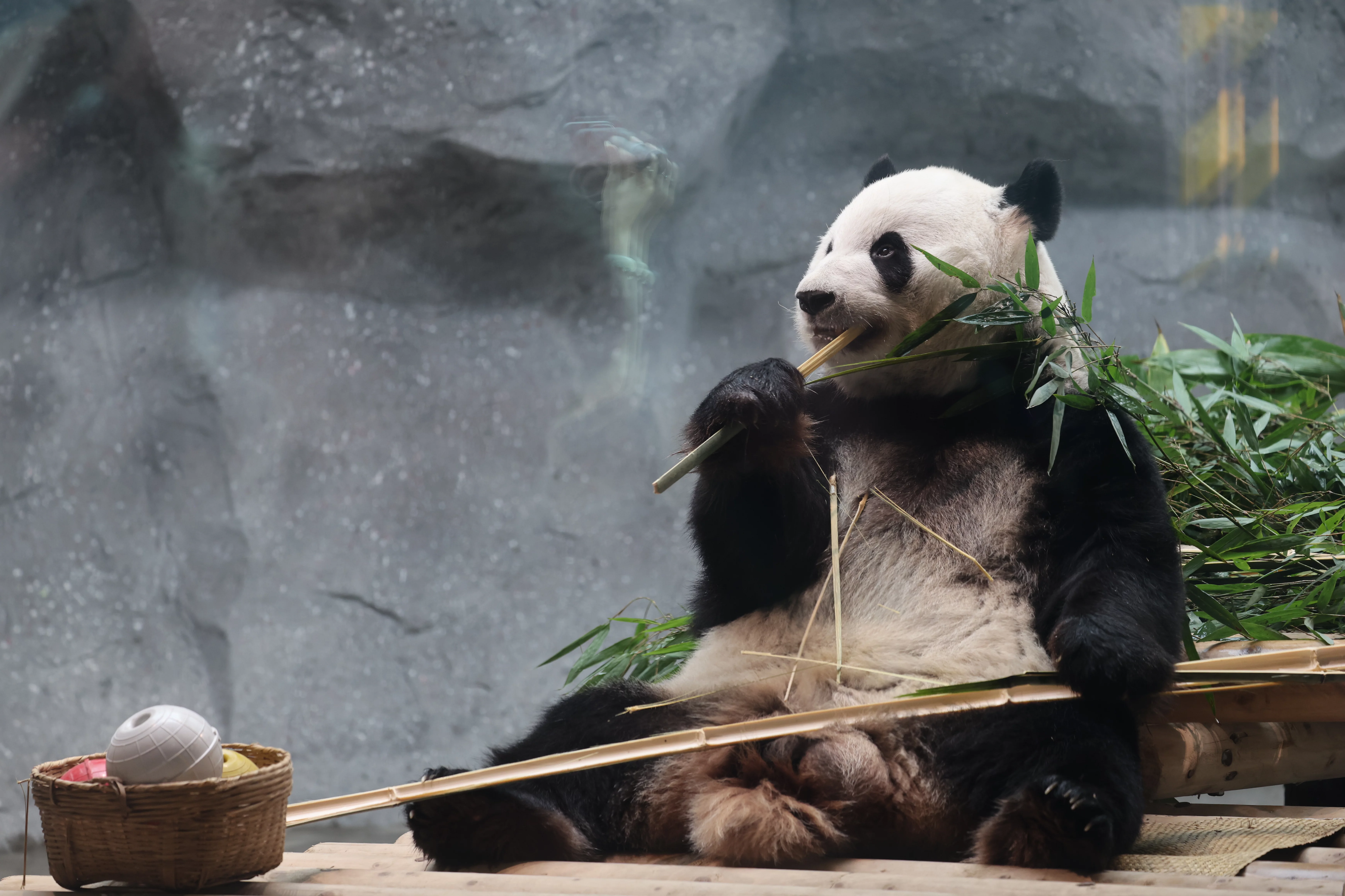 Beijing Zoo