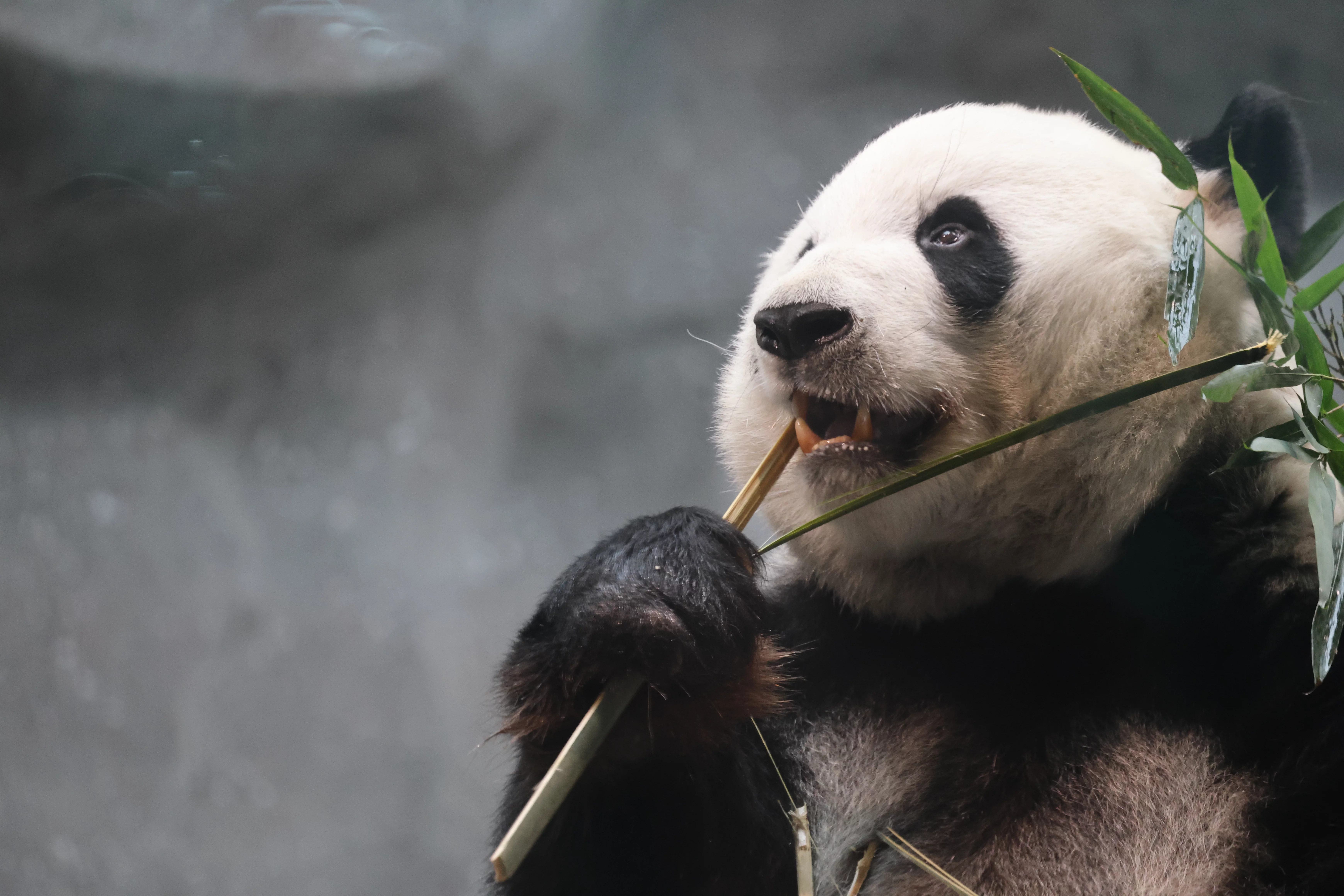 Beijing Zoo