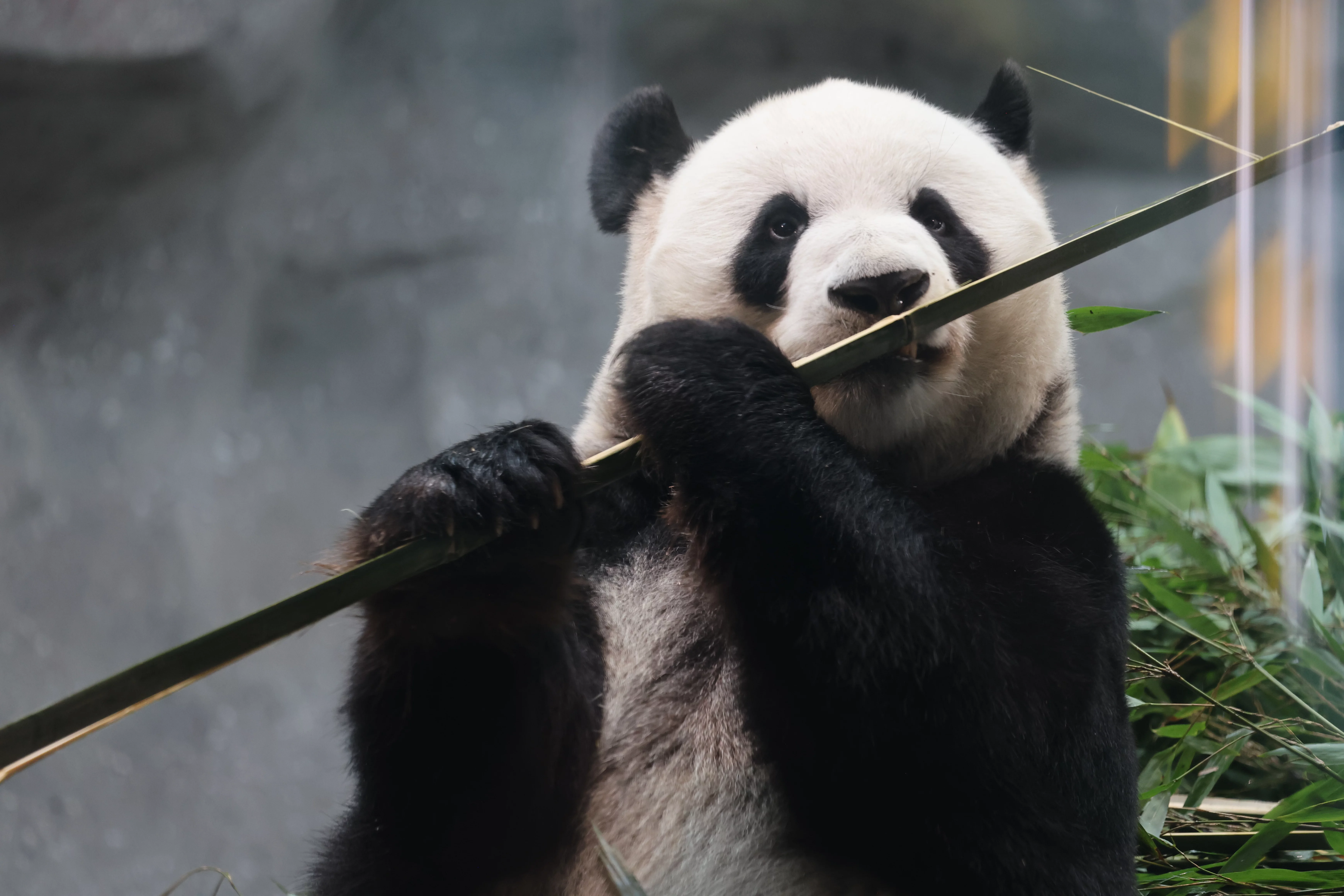 Beijing Zoo