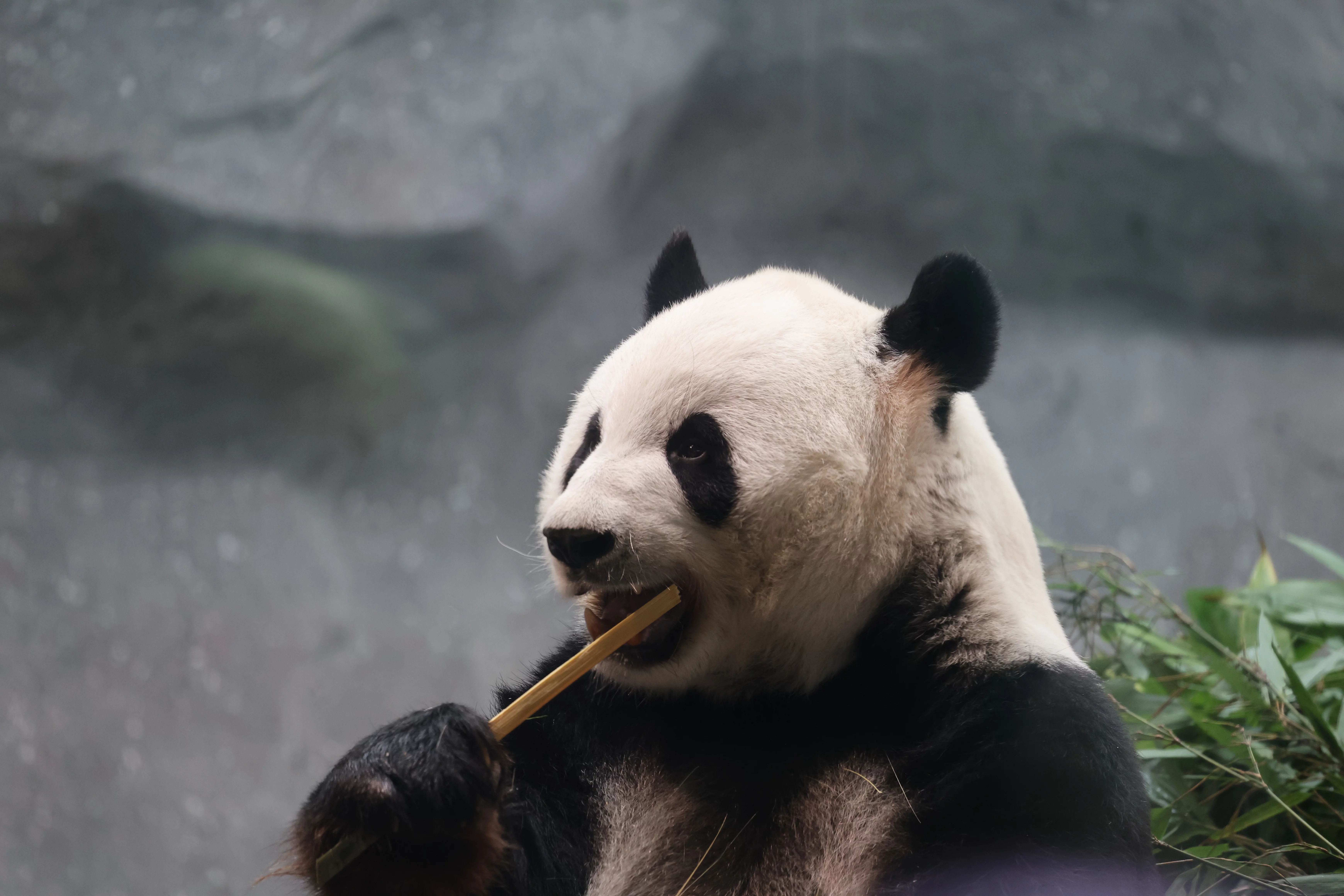 Beijing Zoo