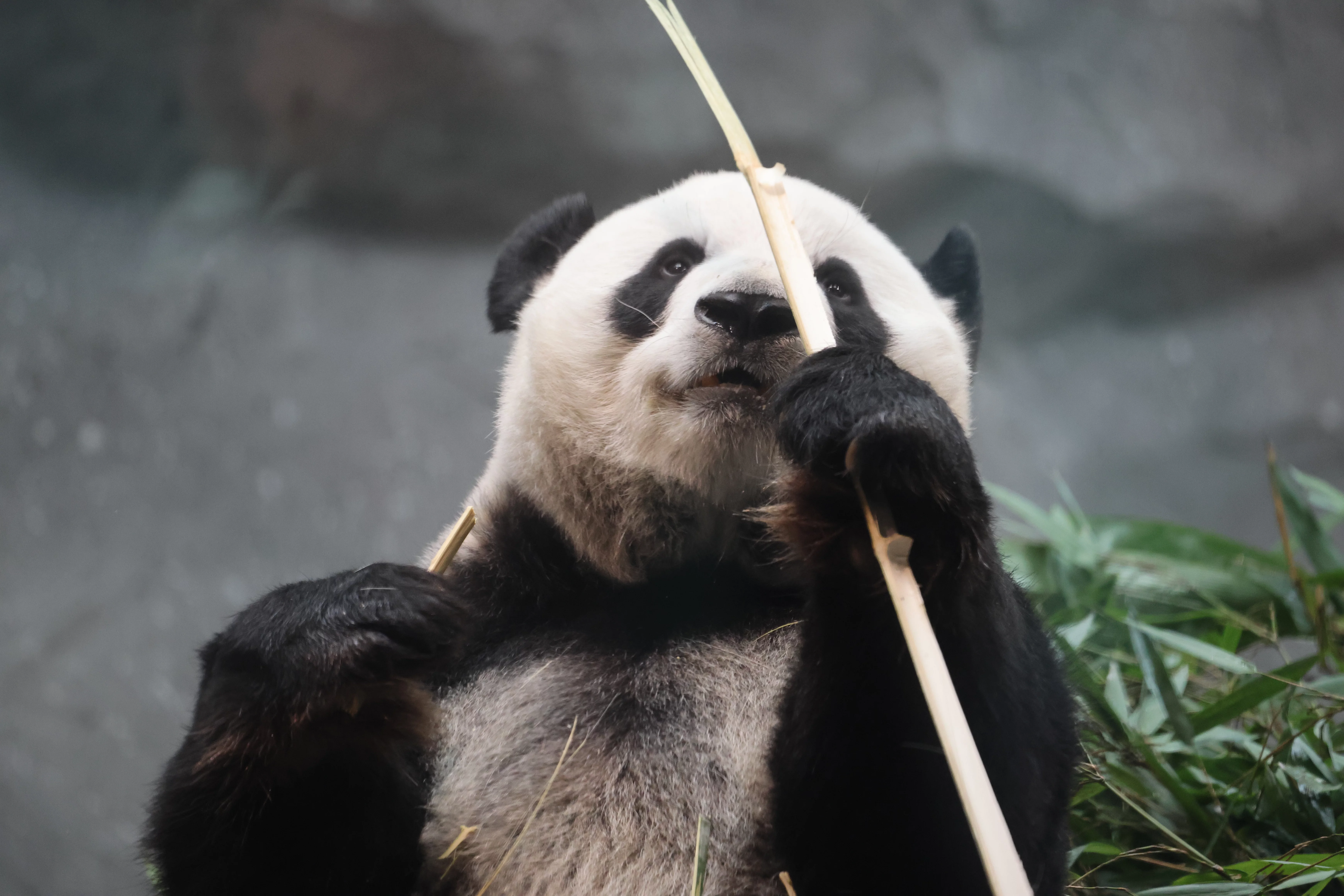 Beijing Zoo