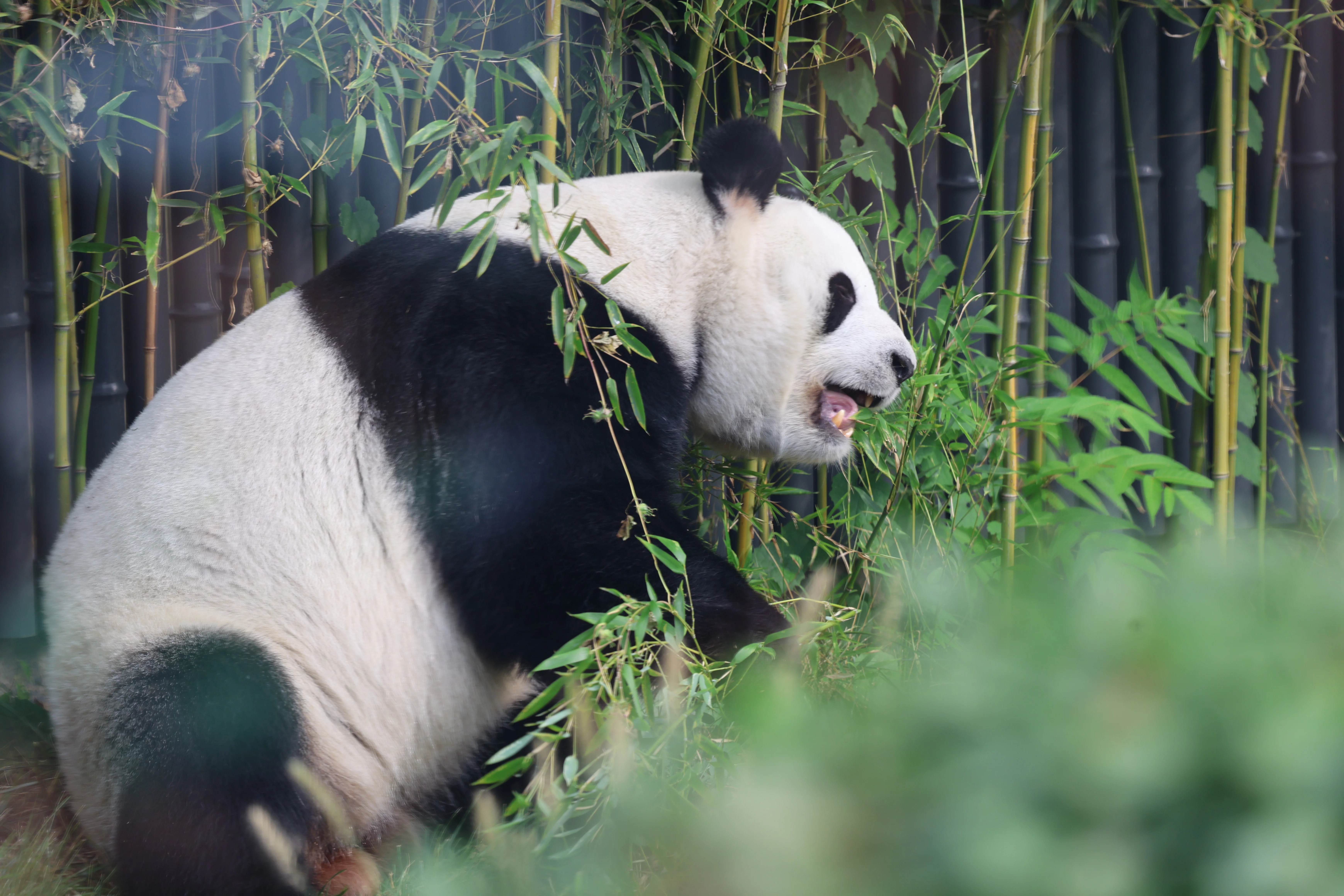 Beijing Zoo