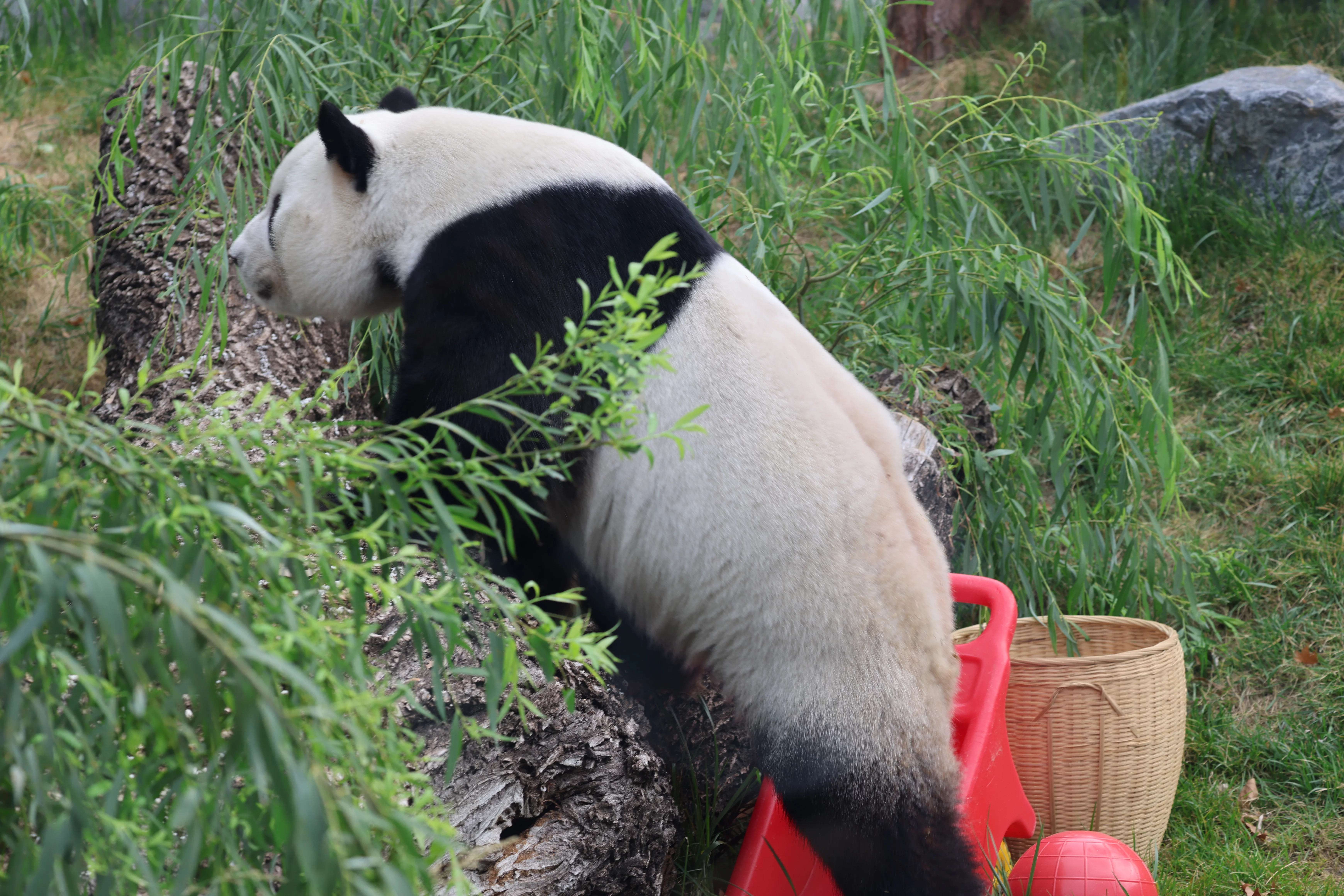 Beijing Zoo